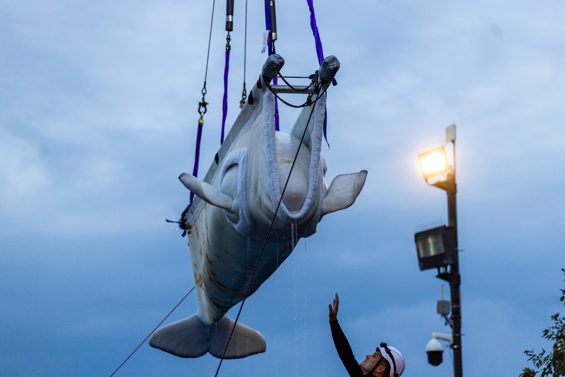 Beluga whale in a sling on a crane.
