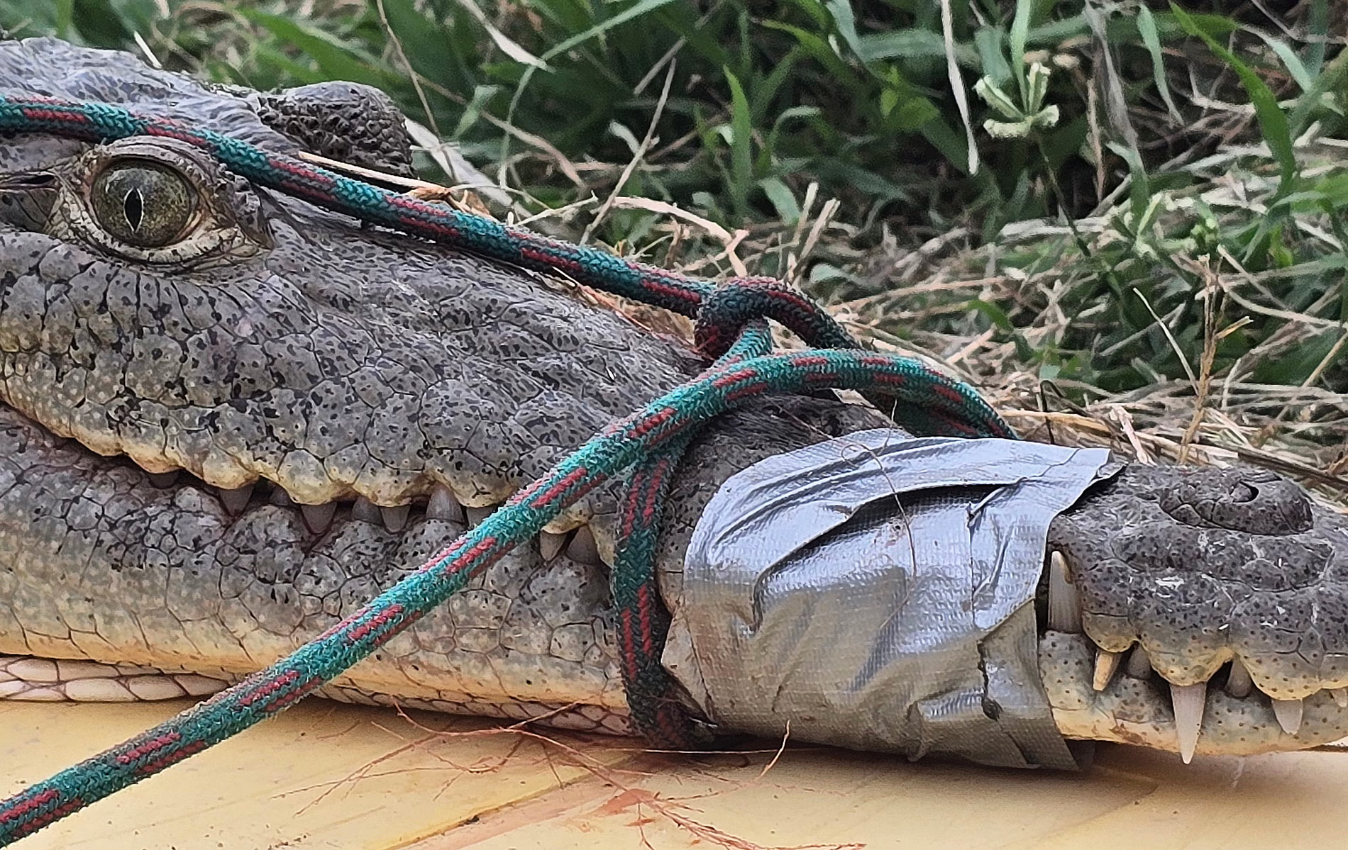 A captured crocodile with its jaws tied up.