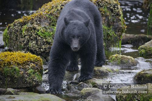 A large black bear walking on the coast at low tide and towards the photographer.