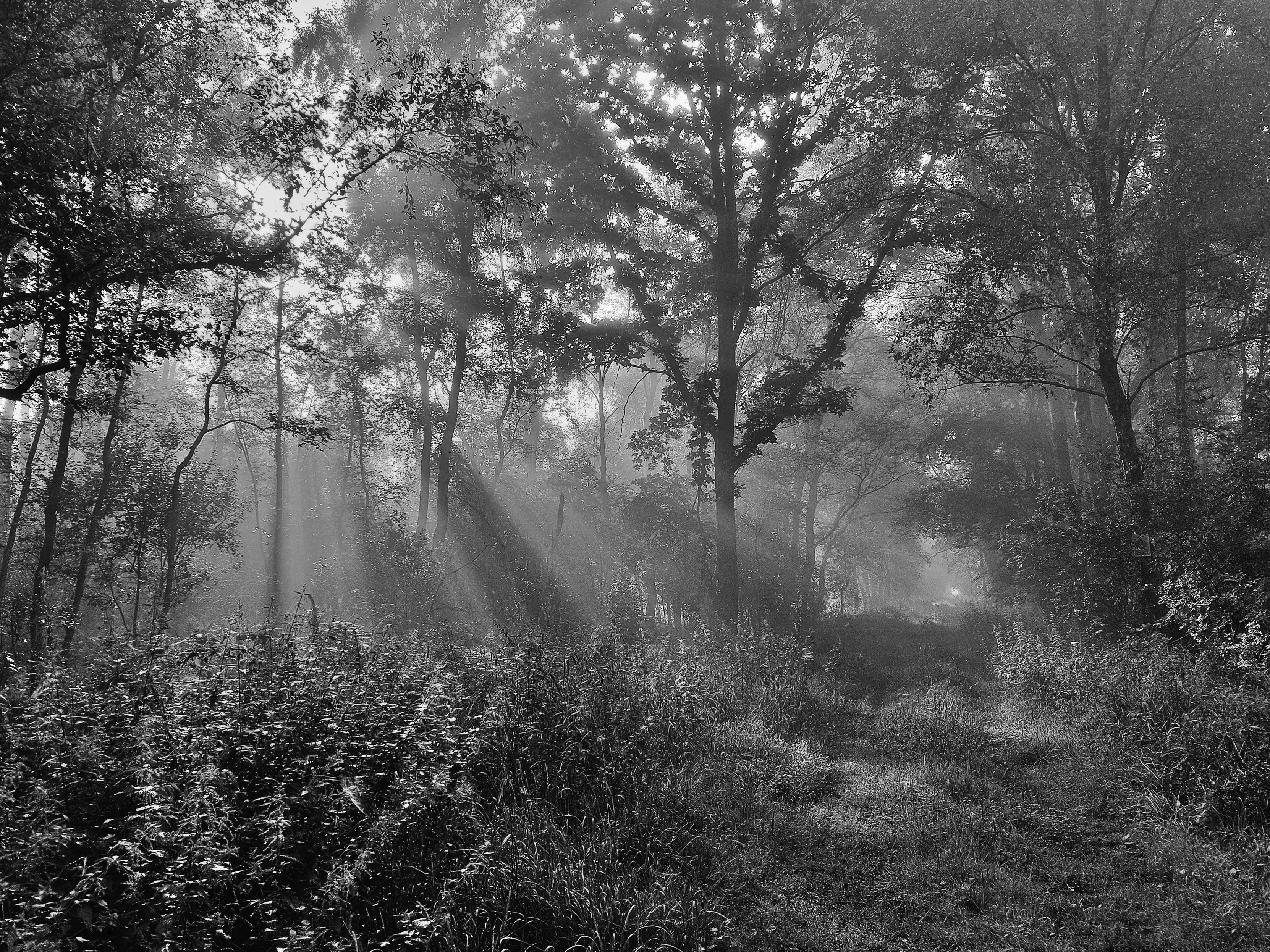 Schwarzweiss-Foto eines wilden Waldweges bei Morgennebel und Gegenlicht, welches die nur die Silhouetten der Bäume übrig lässt.