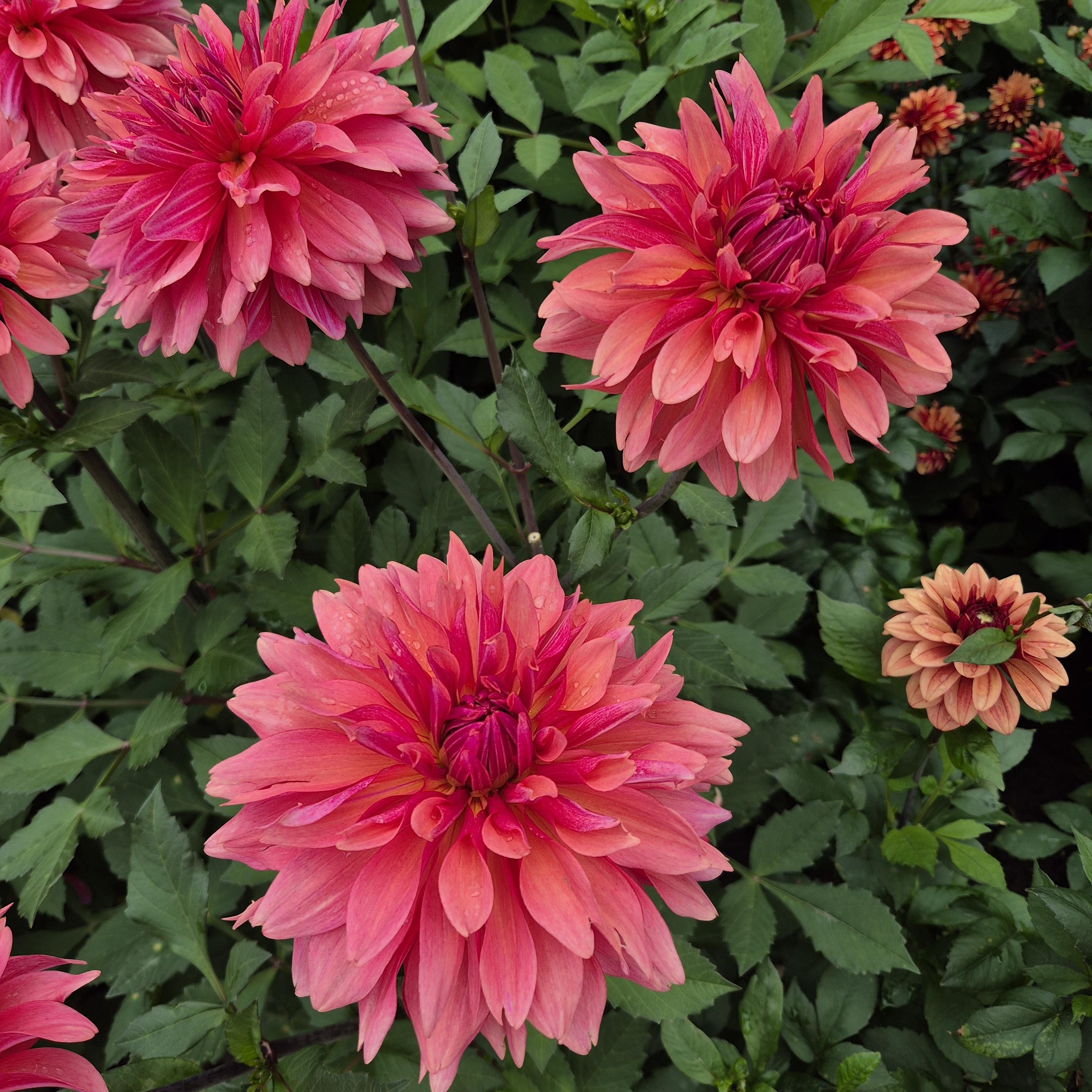 Pink-red dahlias. 