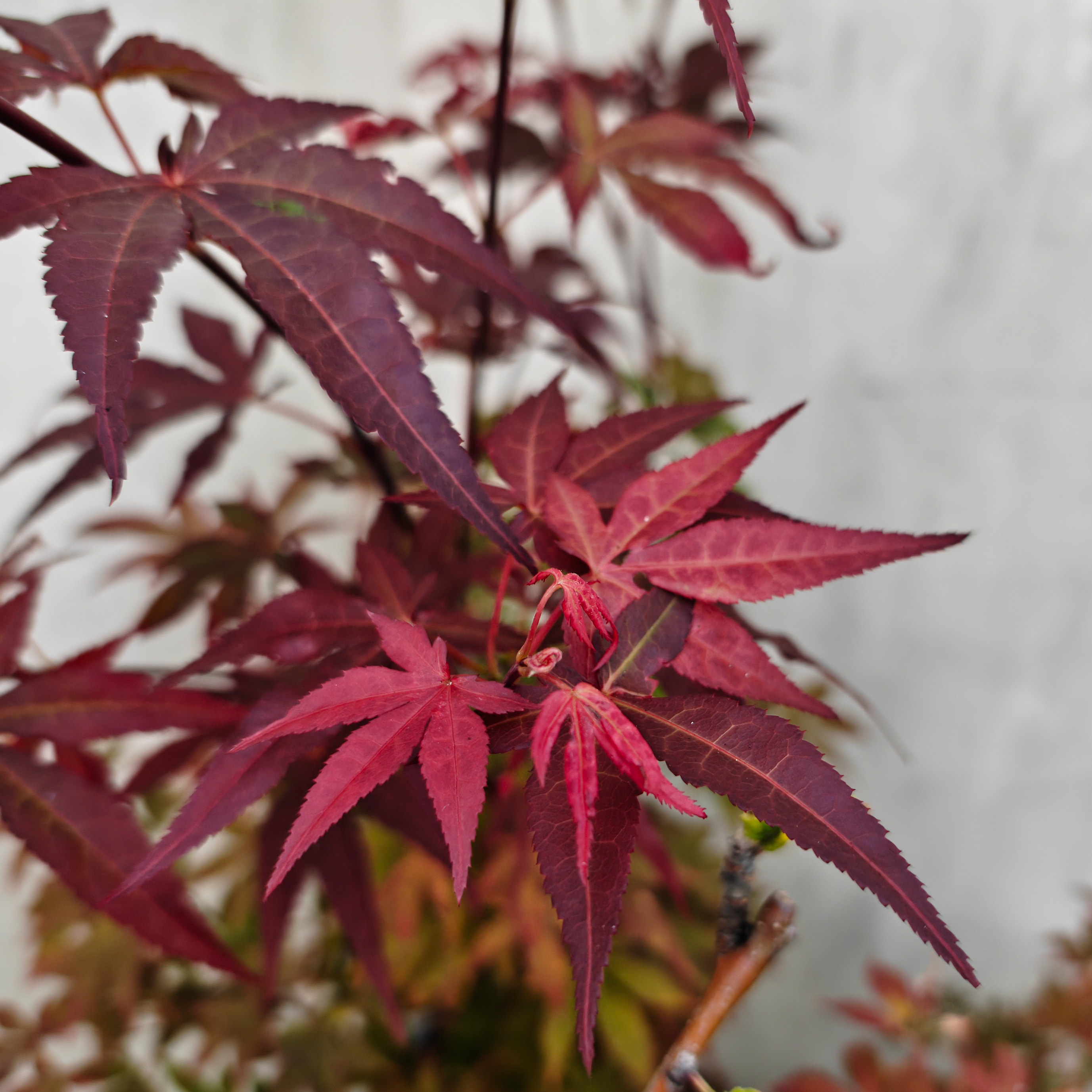 Photograph of Acer leaves - A Japanese feel 3