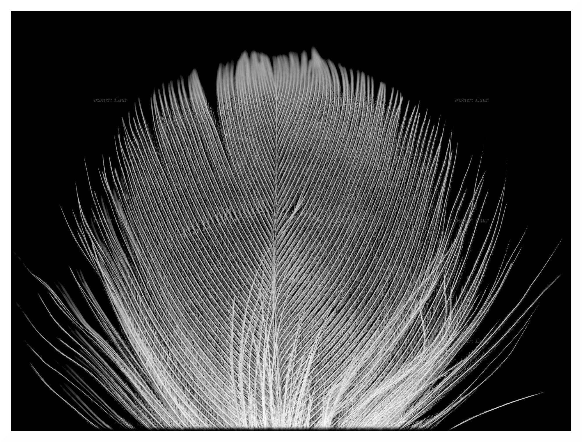 Down feather, monochrome, photo
