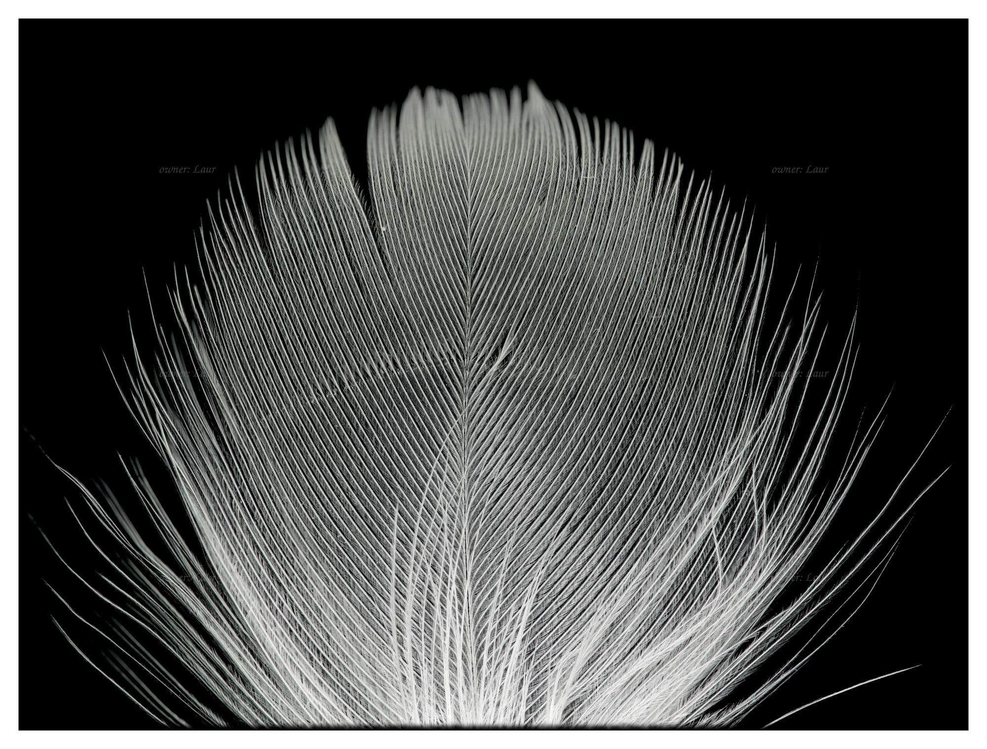 Down feather, color, photo