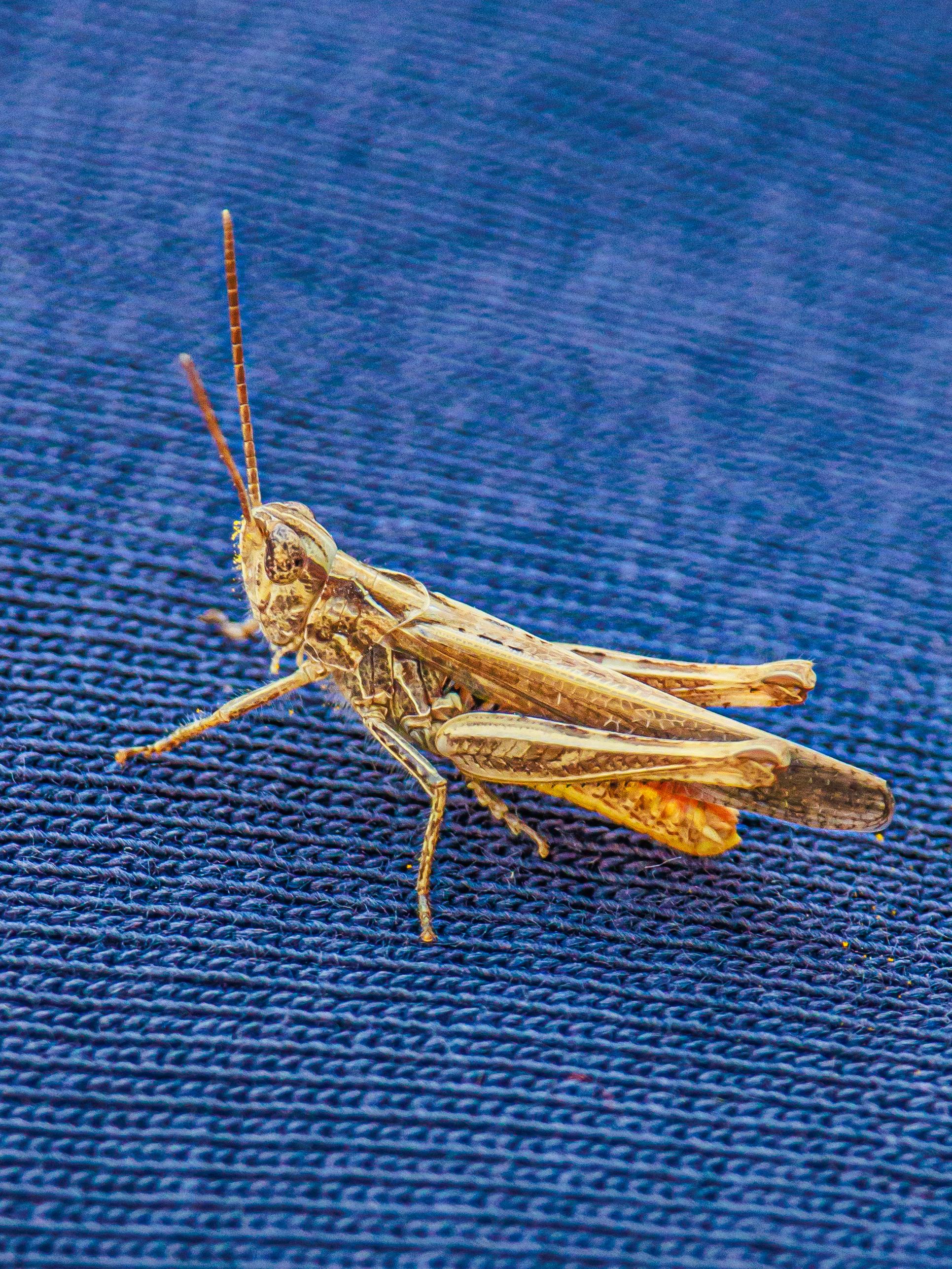 A close-up side view of a short horned grasshopper on a blue woven fabric surface. (My partners' jumper). You can see their speckled eye, antennae and legs.