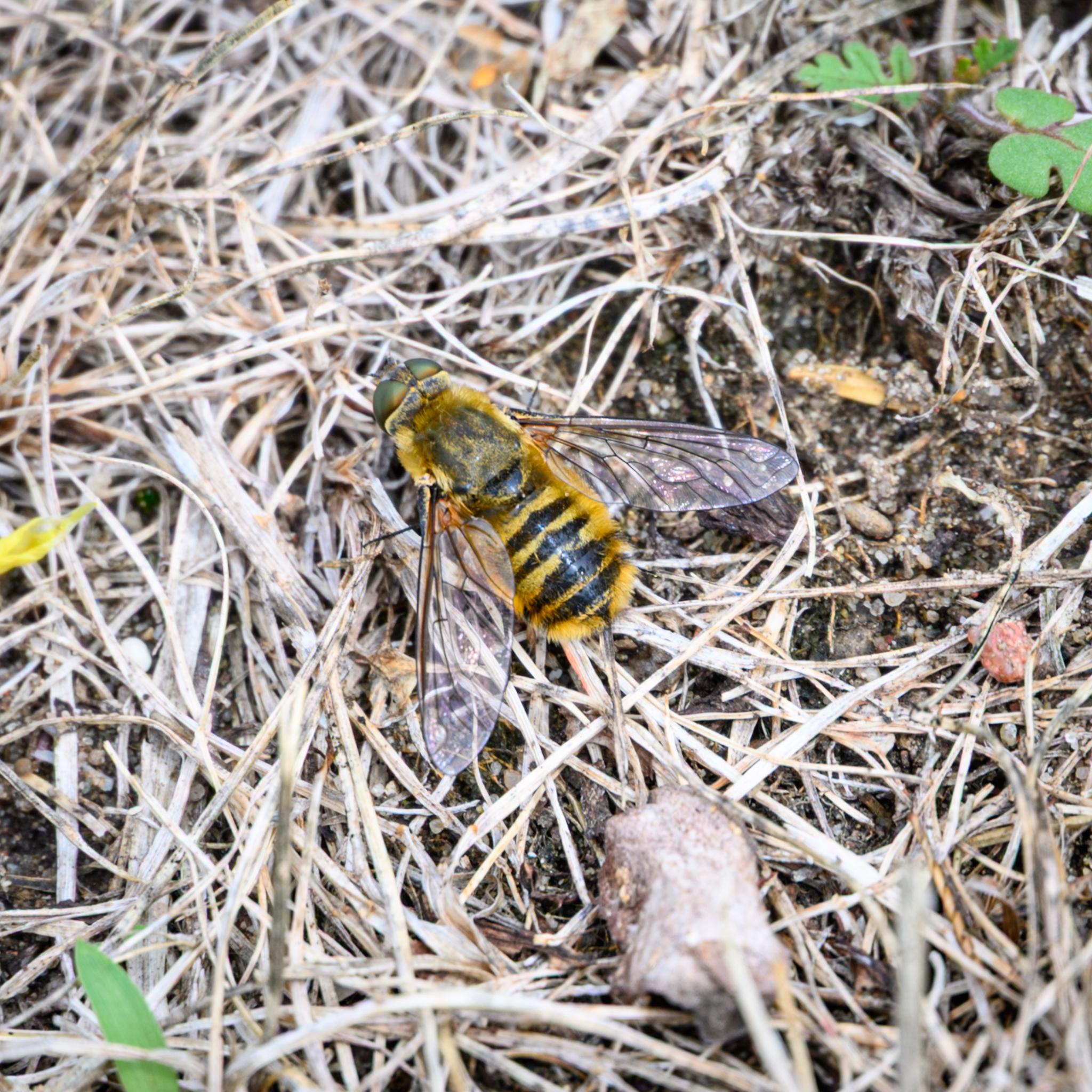 A large fly photographed from above on some brown dead grass. The fly has green compound eyes and clear wings. The thorax is golden-bronze and hairy, while the abdomen is hairy and with a series of narrow black and gold bands.