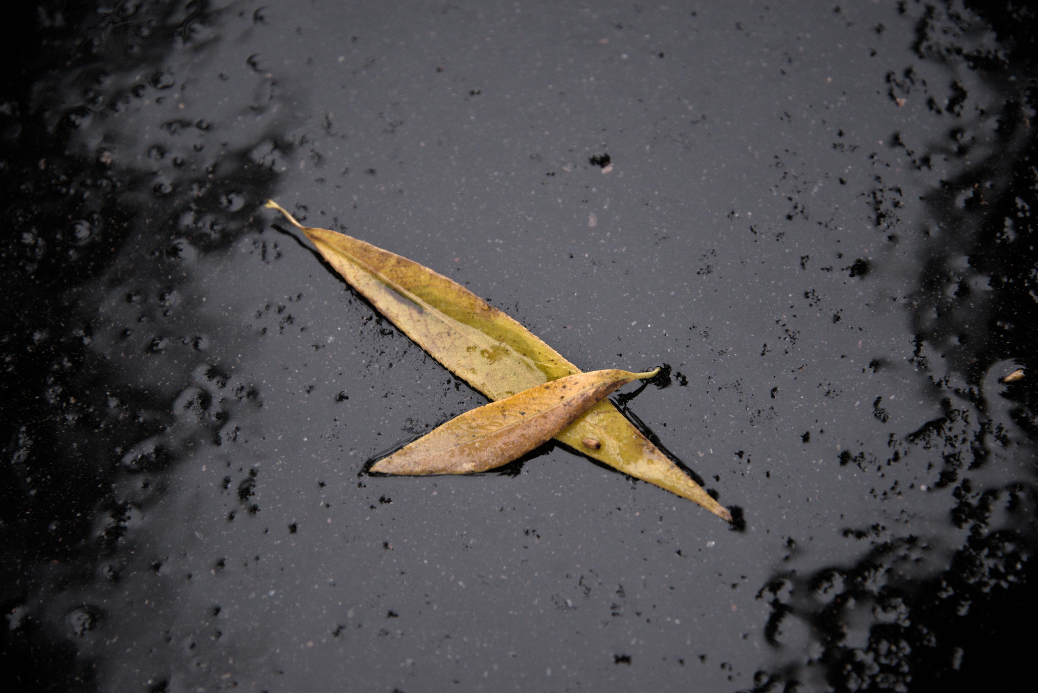 Two narrow, elongated yellow-brown autumn leaves rest on a wet, textured dark surface.