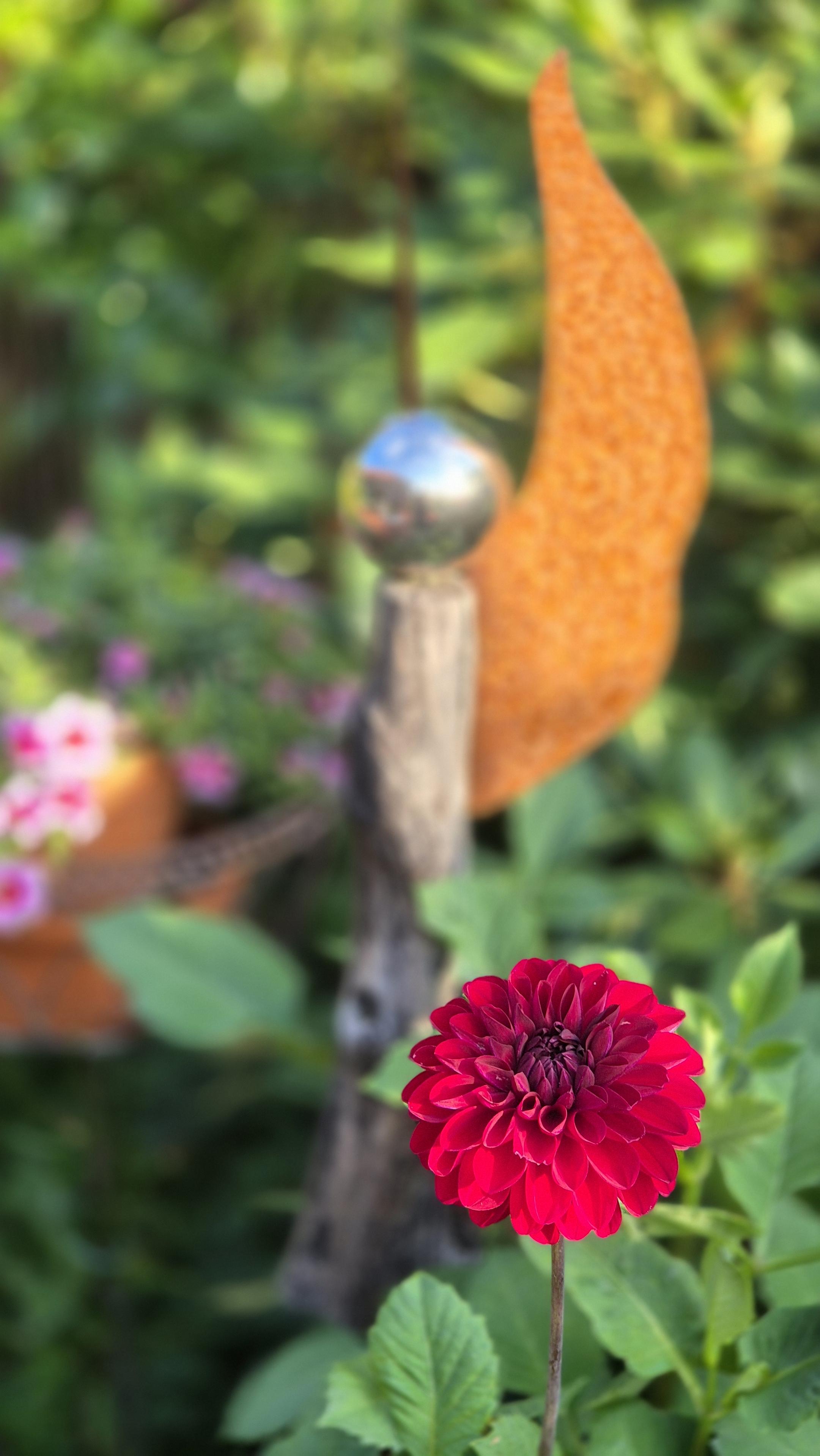 Nahaufnahme einer einzelnen roten Dahlie vor verschwommenem Gartendeko mit einem Engel, dessen Körper aus Holz, der Kopf aus einer glänzenden, silberfarbenen Kugel und ein Flügel aus verrostetem Metall besteht. /
A close-up of a single red dahlia against a blurred garden decoration featuring an angel whose body is made of wood, whose head is a shiny, silver-coloured sphere, and whose wing is made of rusted metal.