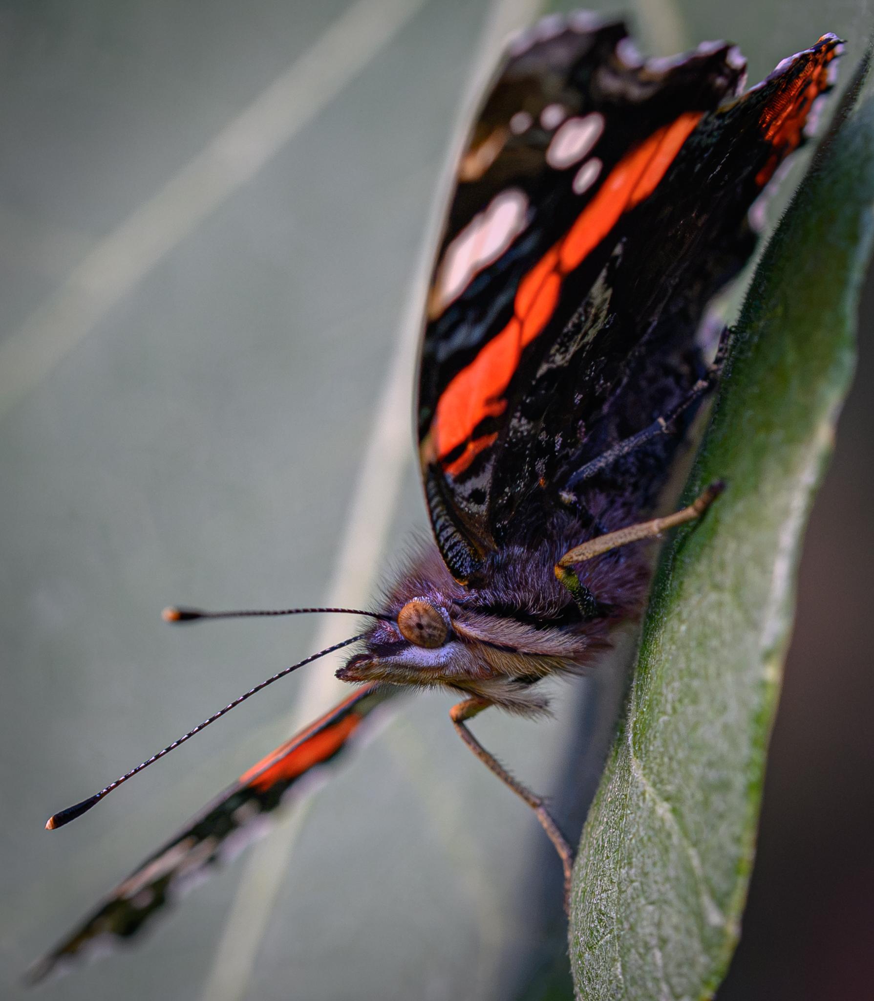 A large black, red, and white butterfly seen on a green fig leaf. The view is from the side and front, showing the butterfly's hairy body and face, with patterned brown eyes.
