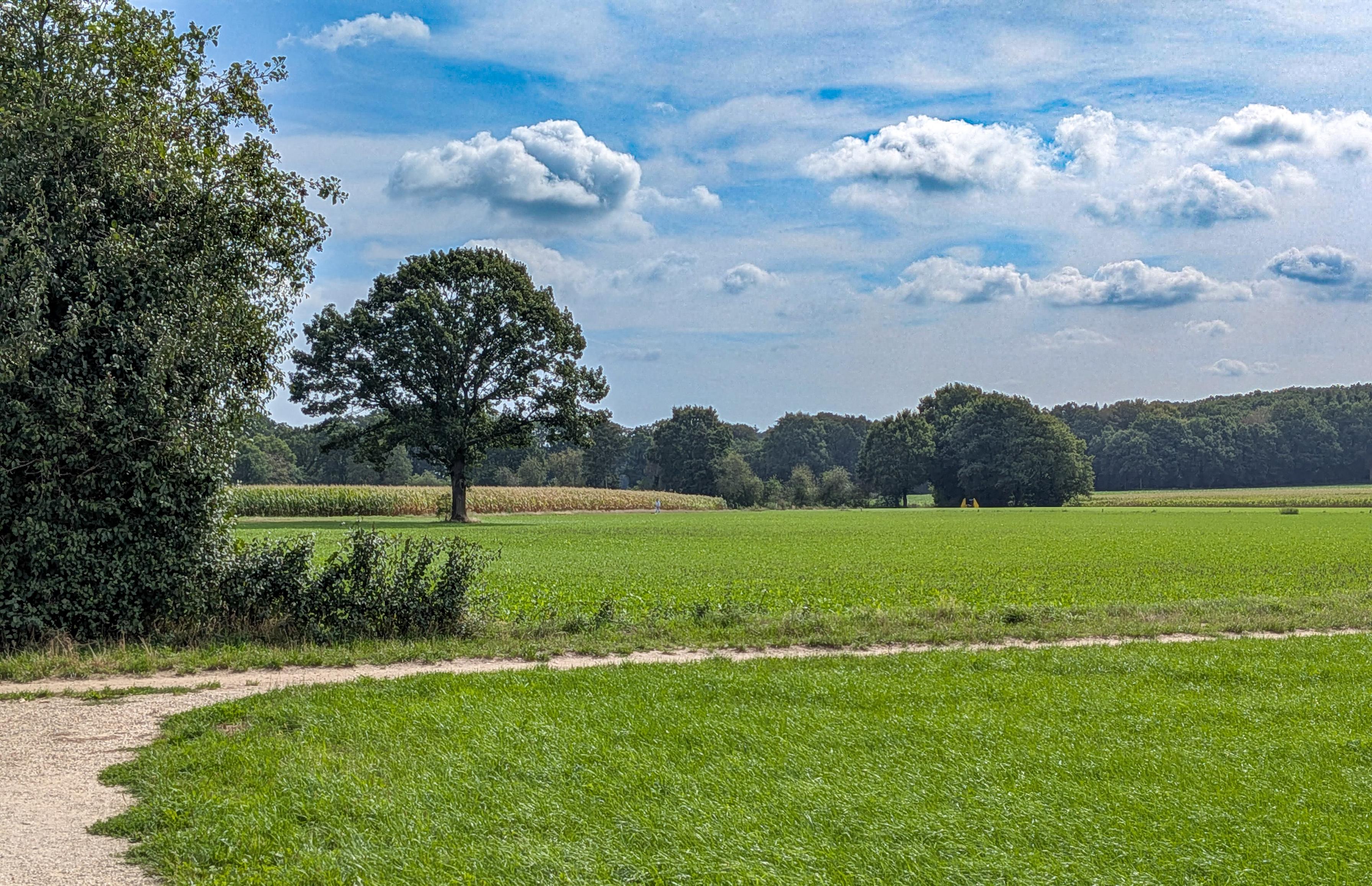 Landschap met bomen en wolkenlucht