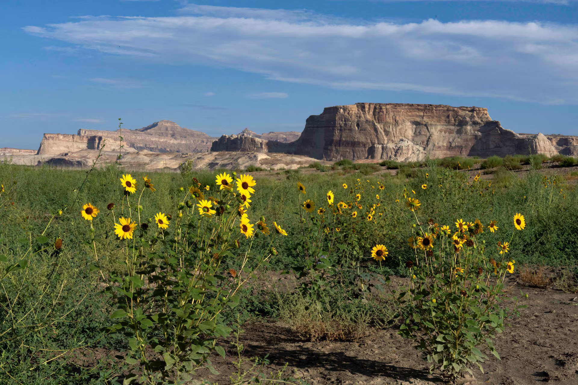 Wildflowers grow on a dried section of Lake Powell.
