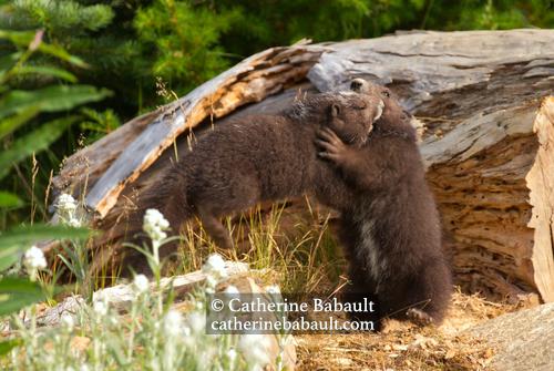 A young marmot launching at another marmot that is upright in a dramatic way like in a match of wrestling. They are in front of a large decayed log and surrounded by wildflowers in the foreground and pine trees in the background.