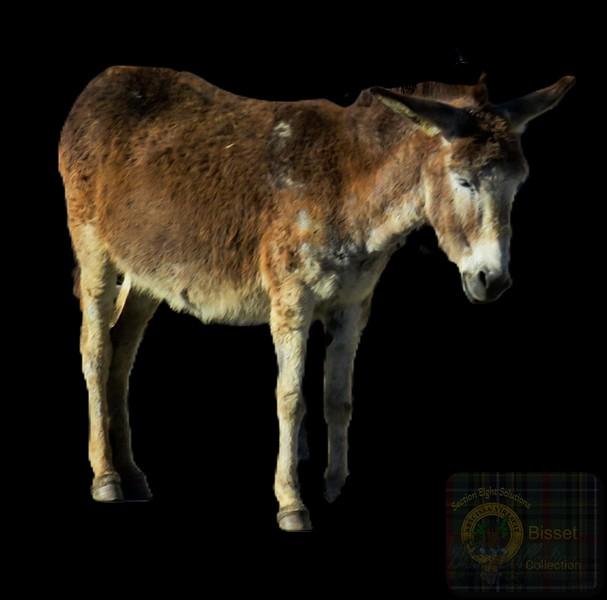 Bisset to Black Series
No AI. 
This poor old donkey was in the middle of the road in some small town in the Karroo.
#donkey #socialmedia #photography