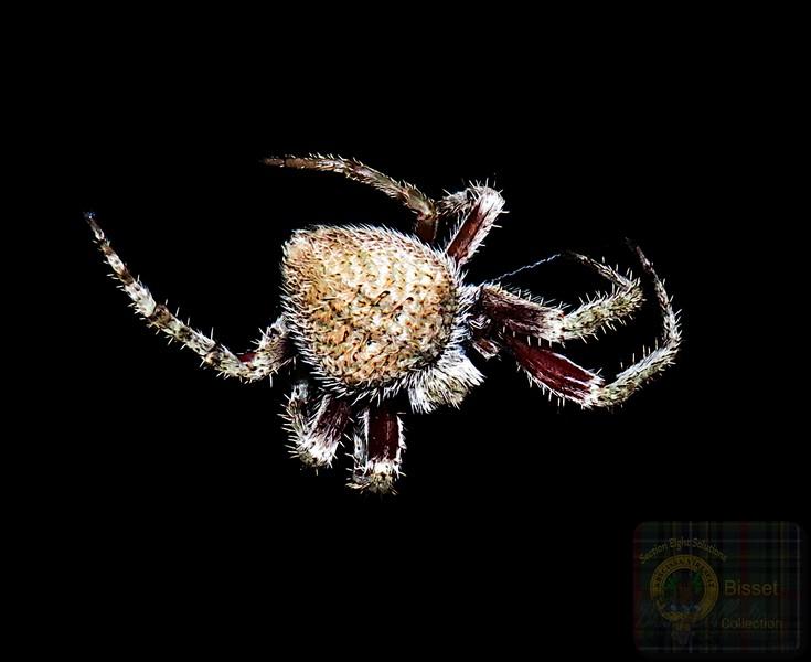 Spider