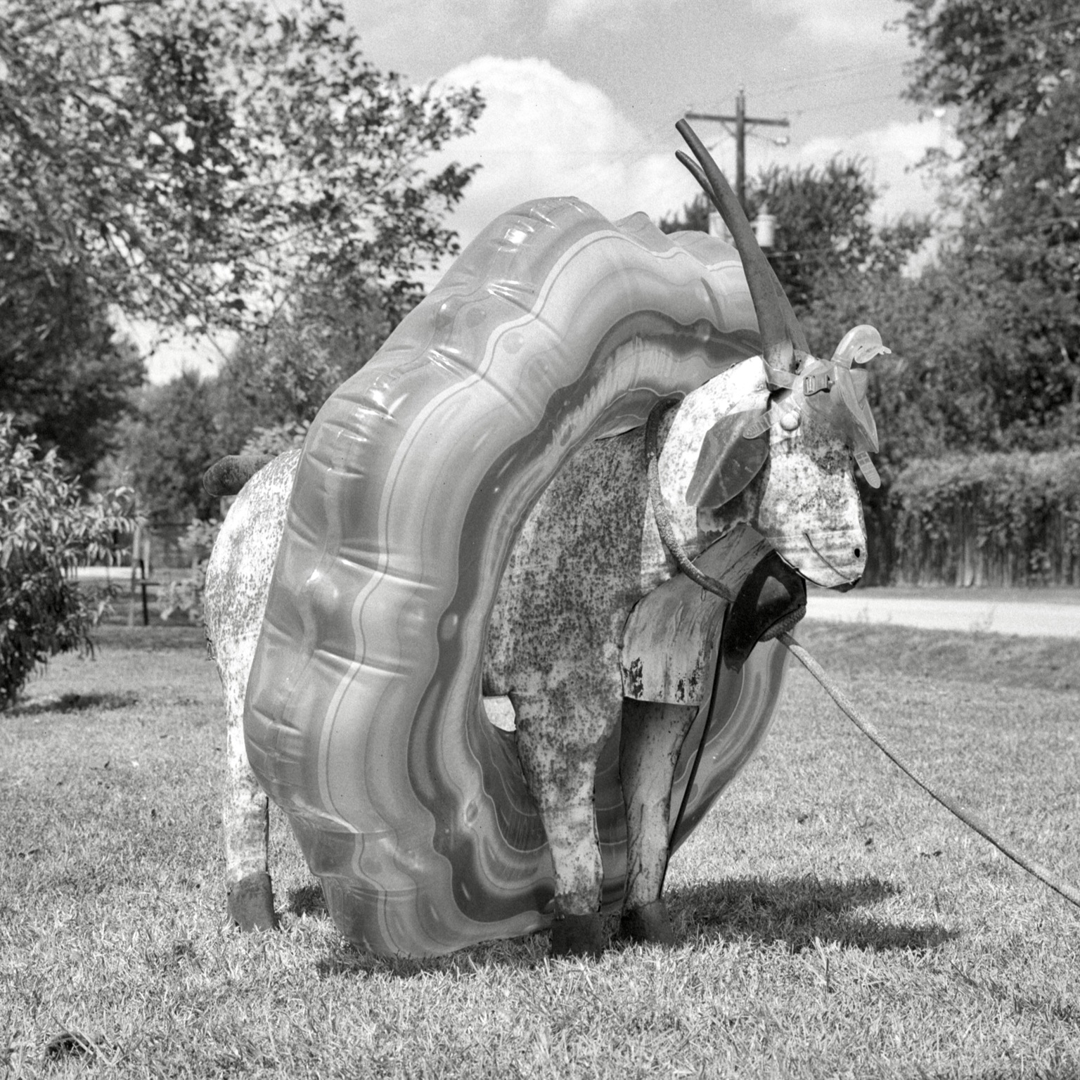 A black-and-white film photo. A metal decorative goat is ready to surf the waves with its plastic float in Lexington, Texas. Friday, August 14, 2026.