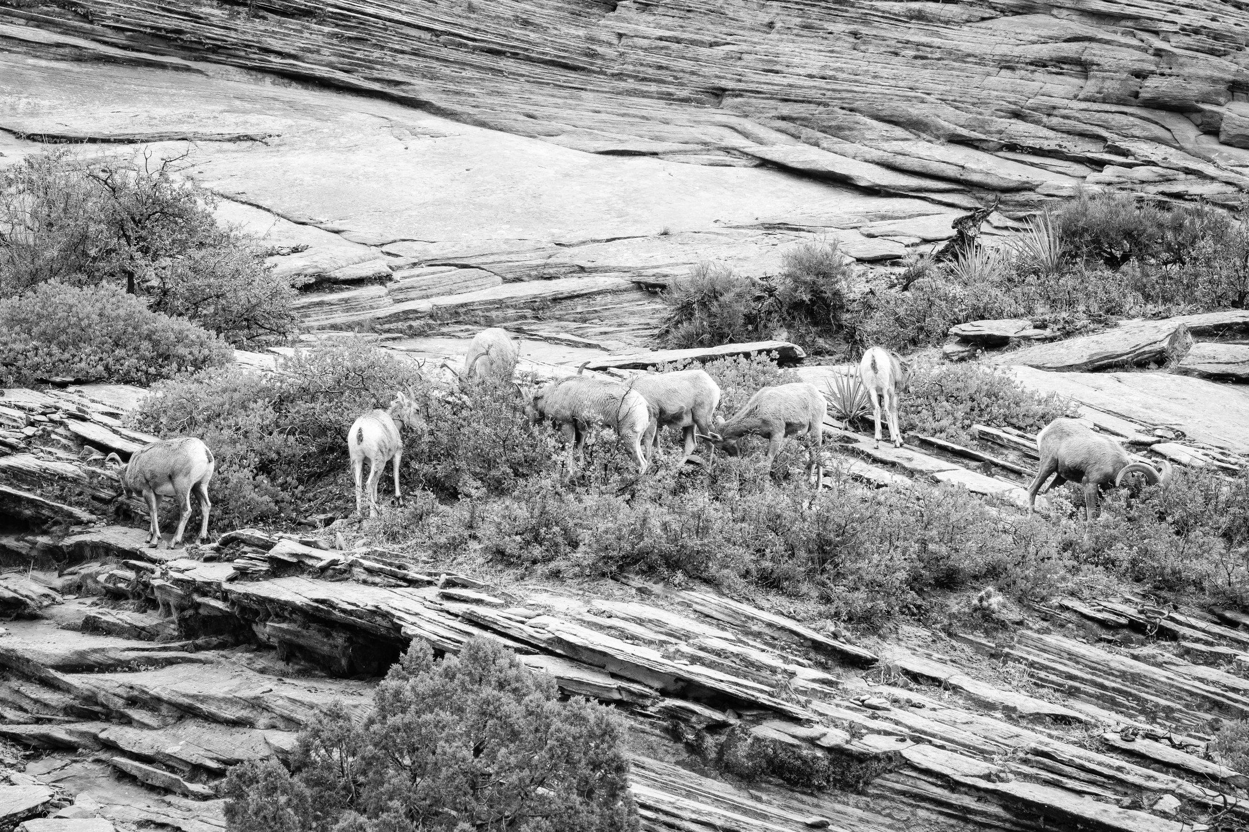 Eight desert bighorn sheep eating from a shrub growing on a sandstone hillside.