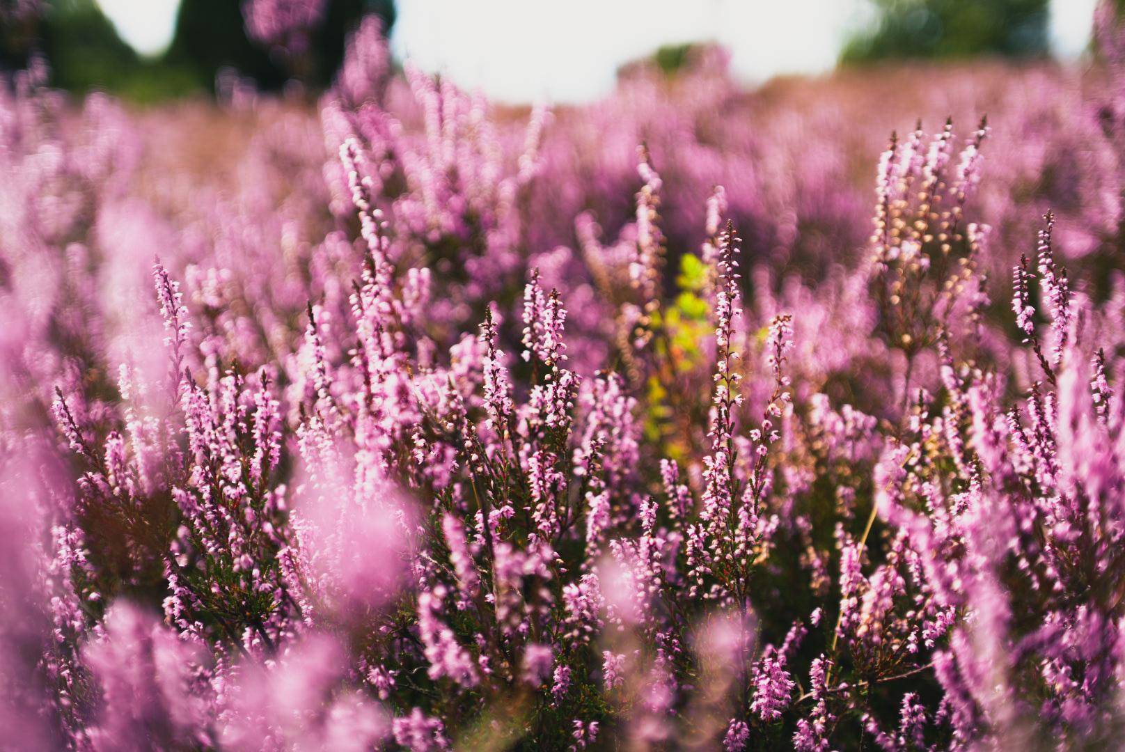 A photo of the purple blooming heath