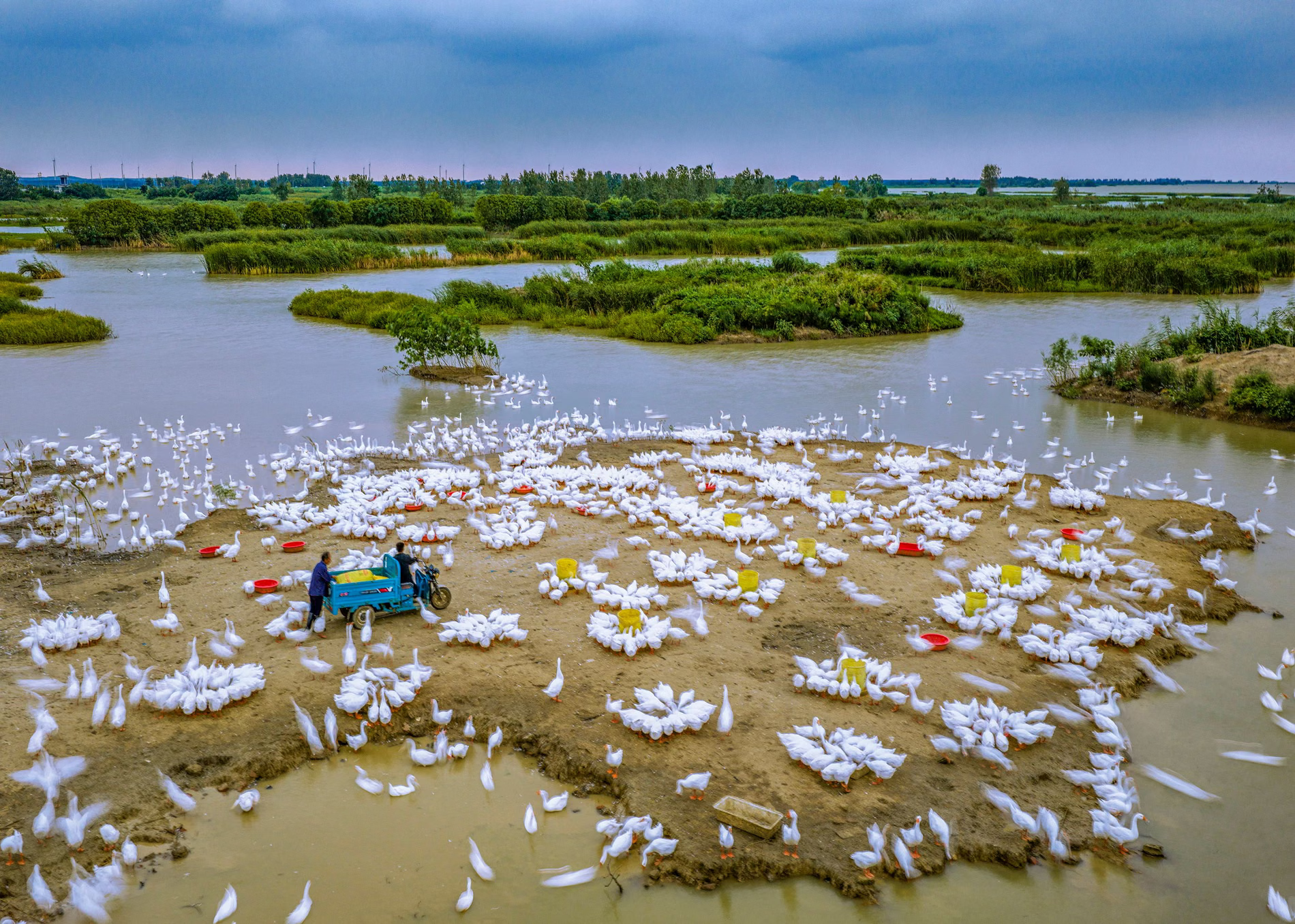 Farmers feed geese on a mudflat.