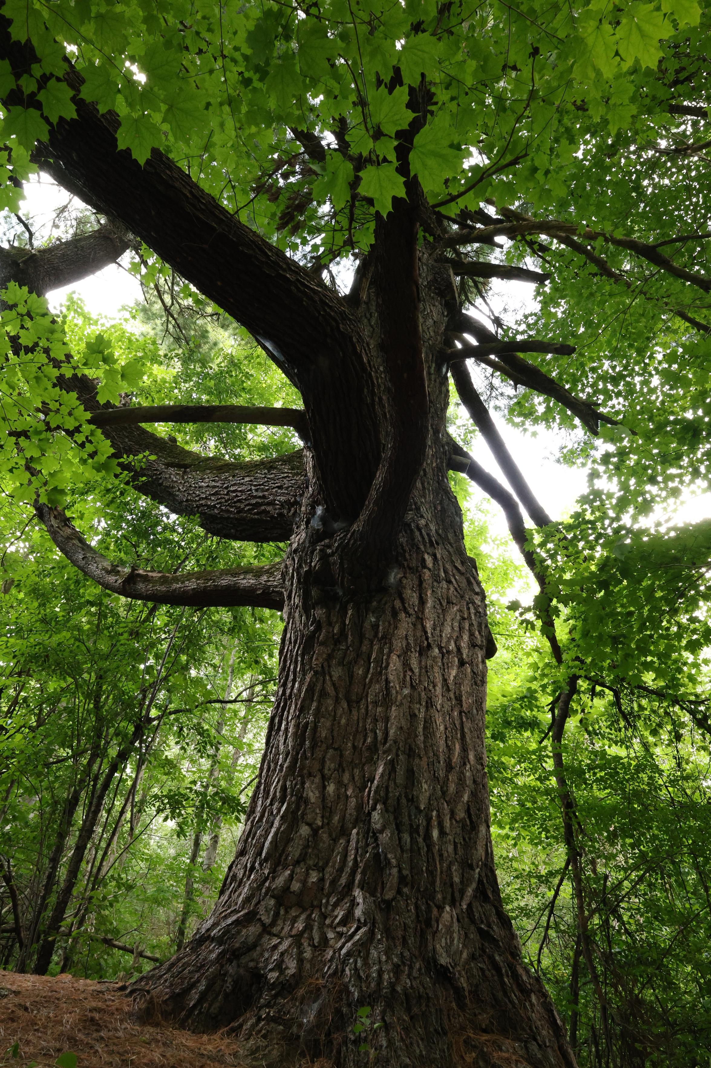 This is a portrait format photo of a mature deciduous tree that was seen on one side of a hiking trail that passes through an urban forested area. The photo was taken in the summer so the leaves are a vivid green. The tree looks quite majestic in the photo.