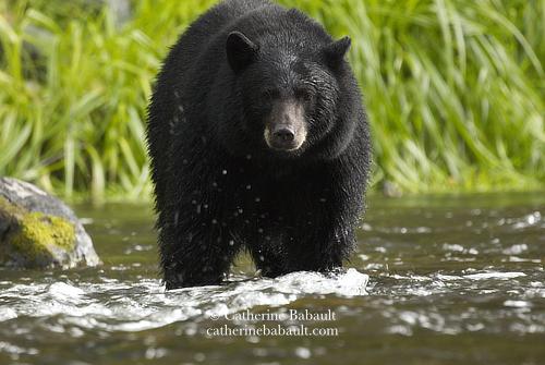 Close-up and close to the ground photo of a large black bear facing the photographer while standing in a shallow river with current and staring at salmon in the water. There is green vegetation in the background.