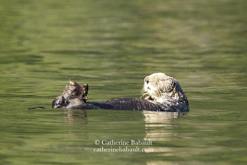 A sea otter floating gently on its back with its eyes closed in a calm sea that looks dark green due to the reflection of a coastal forest.