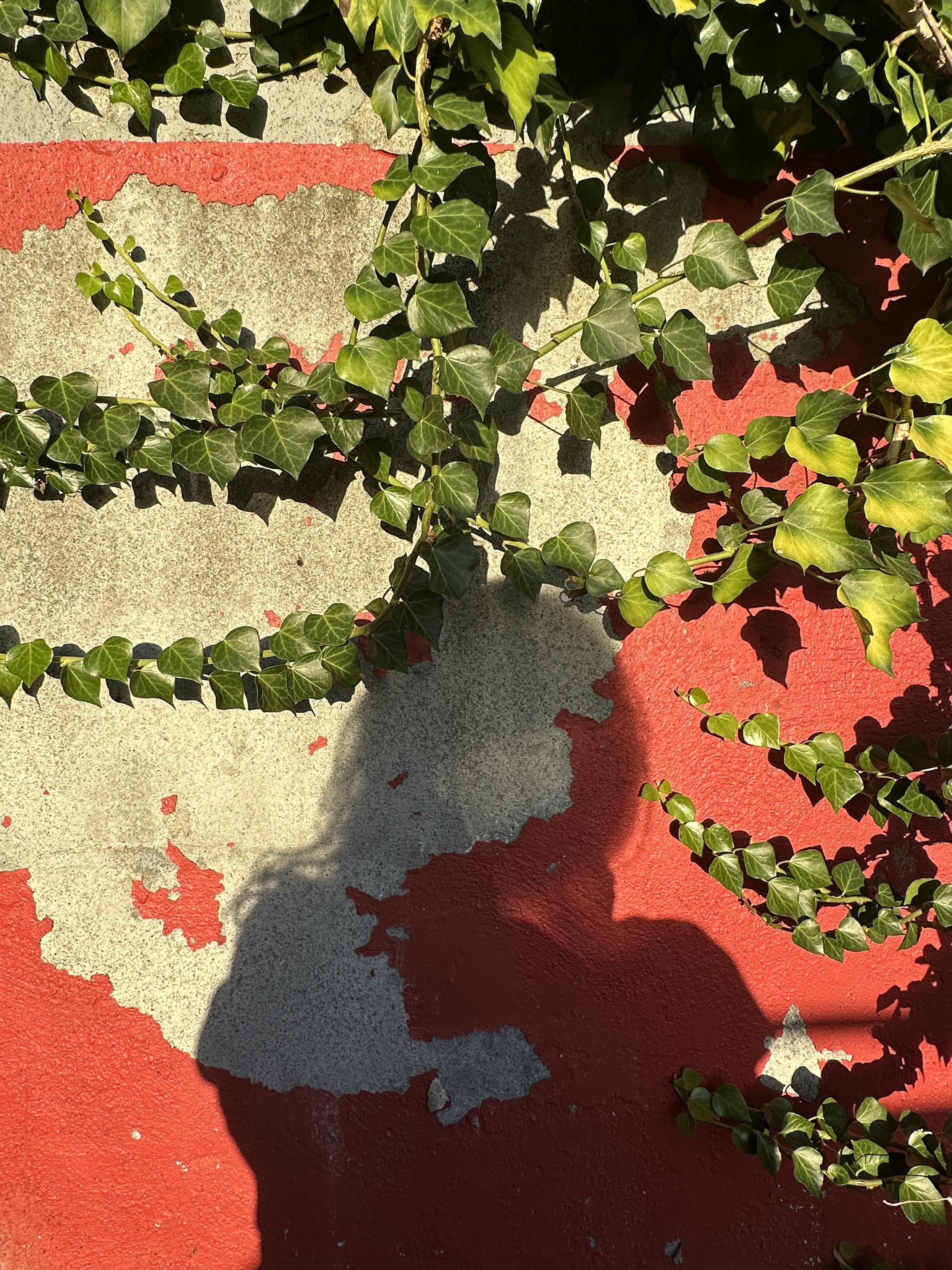 Mi sombra sobre la pared de cemento, como un lienzo gris y rojo con desconchones de pintura. Y una hiedra que la coloniza bellamente.