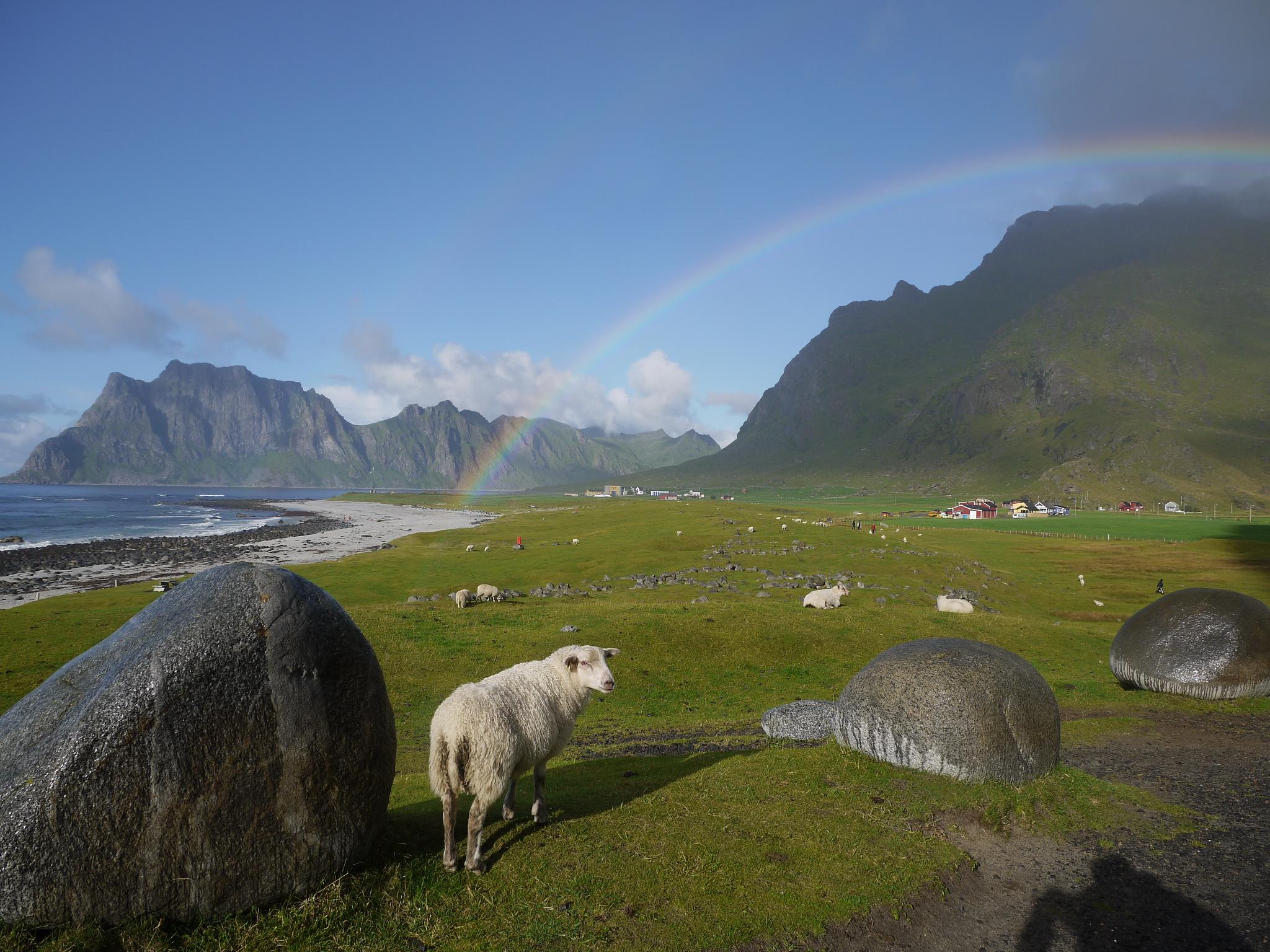 a sheep under a rainbow