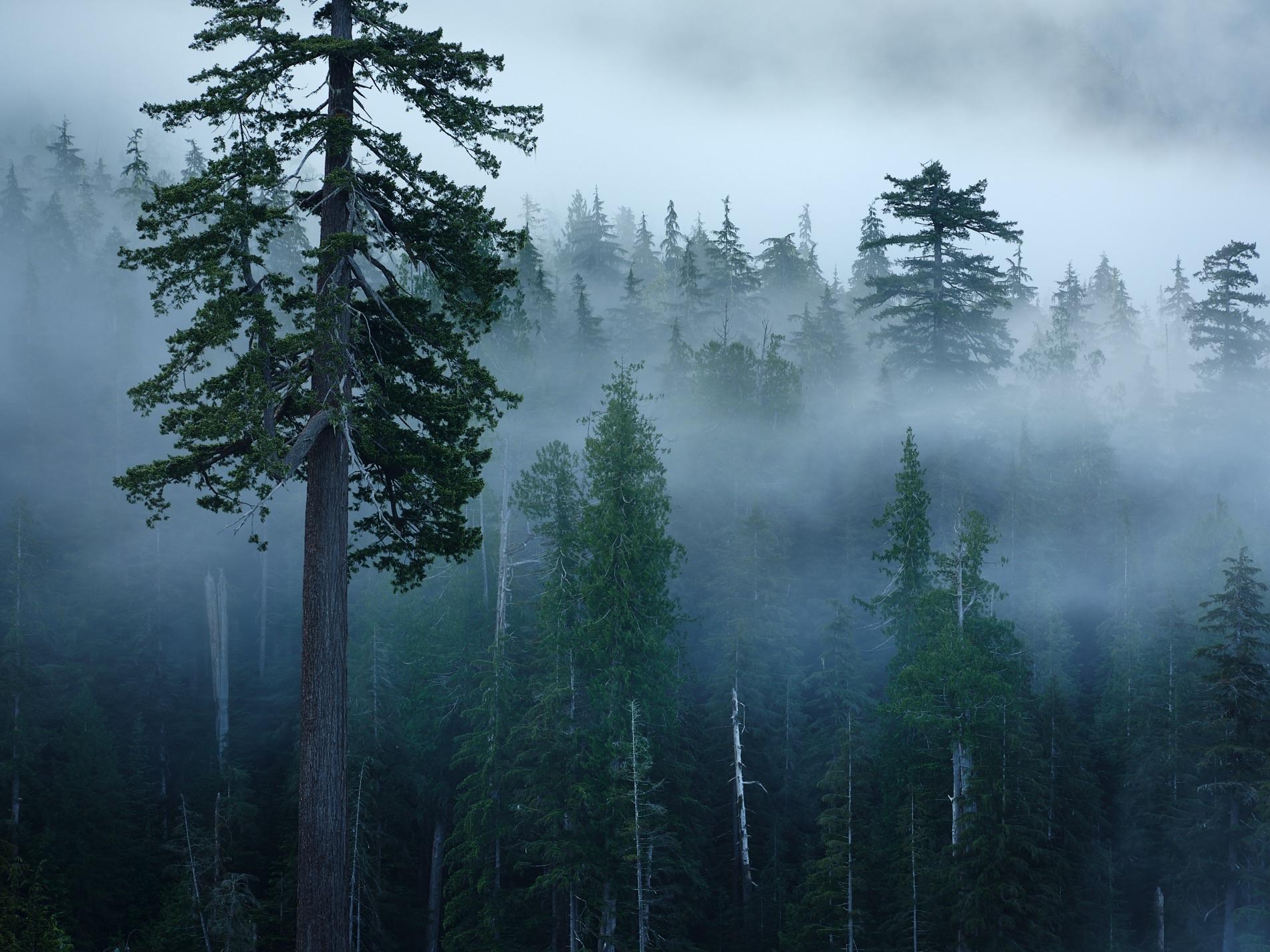 A misty forest scene featuring tall evergreen trees shrouded in fog. The dense foliage creates a serene and atmospheric environment.