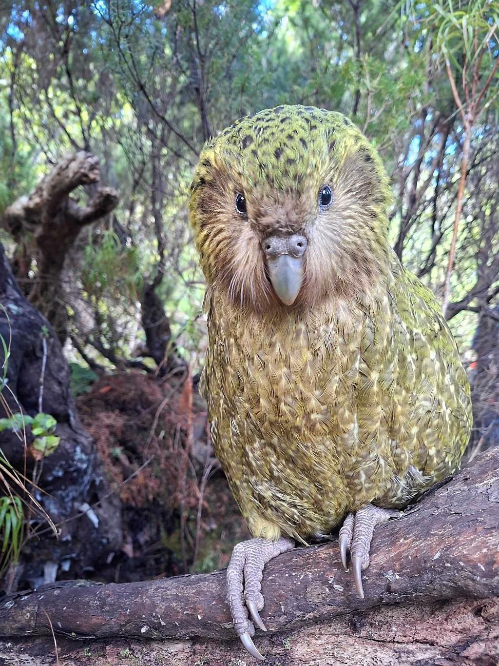 Kākāpō