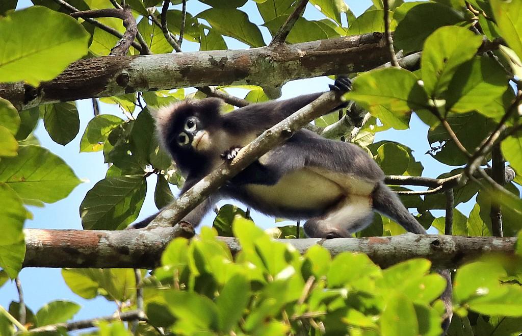 A spectacled monkey peers down from a tree.