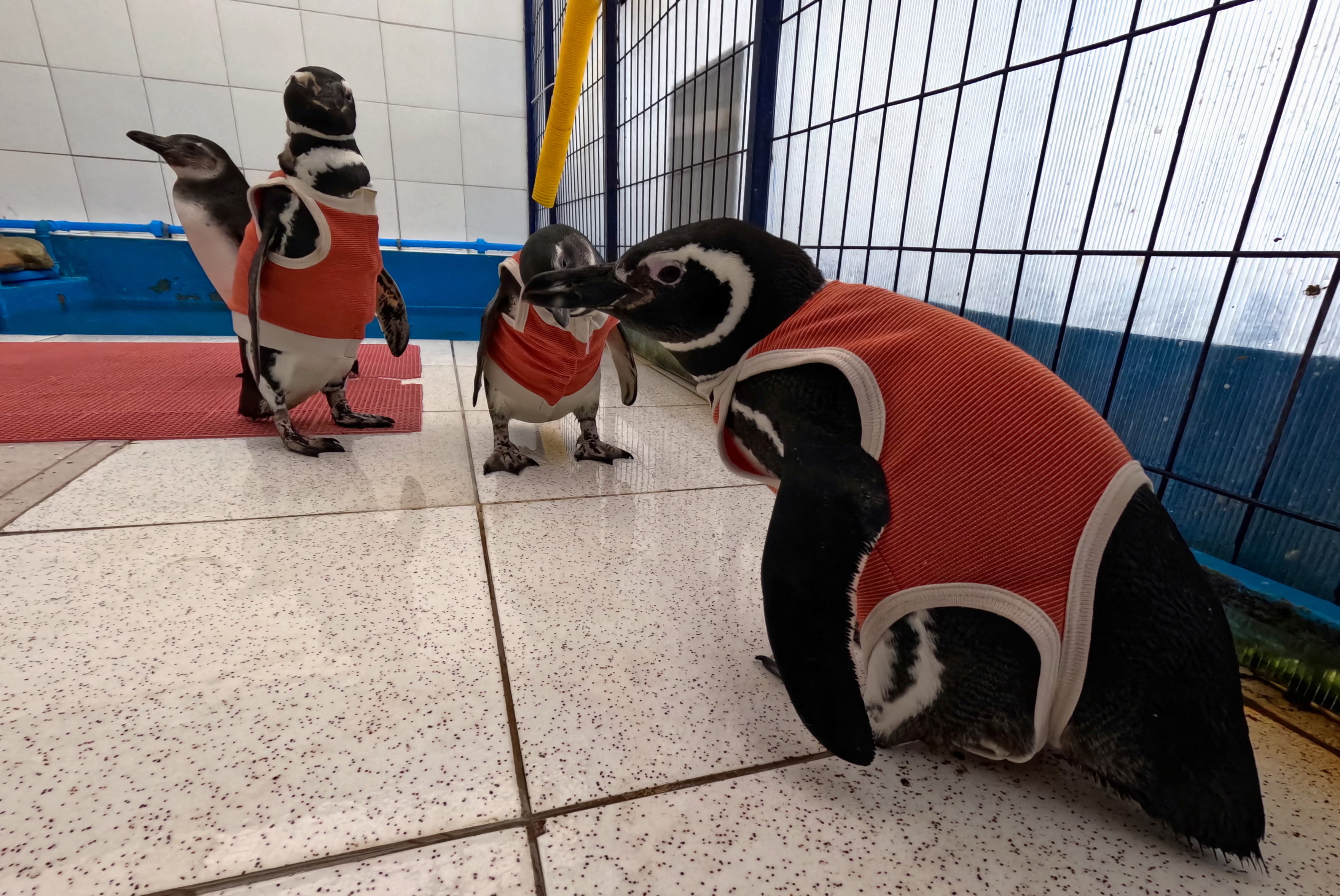 Humboldt penguins in copper bodysuits.