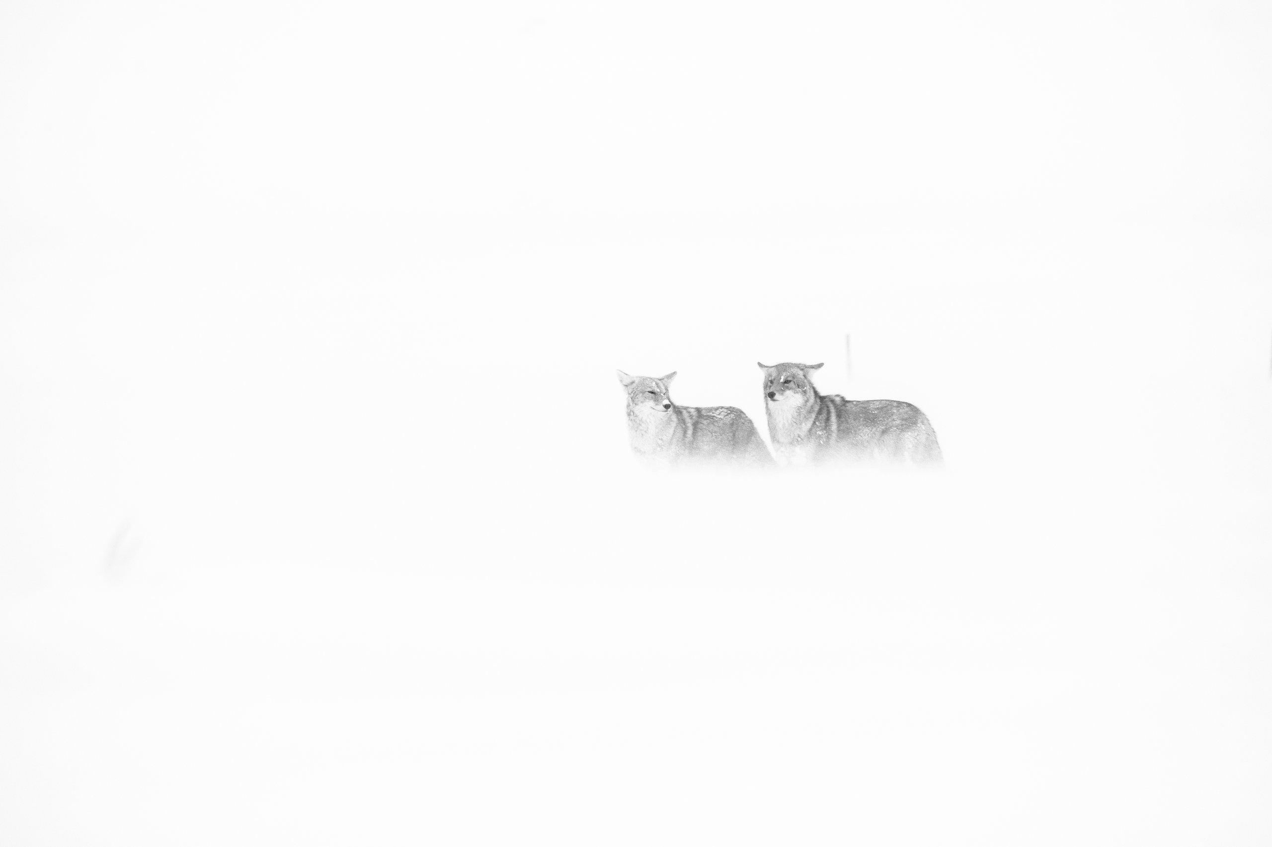 Two coyotes standing in blowing snow during a snowstorm in Grand Teton National Park.