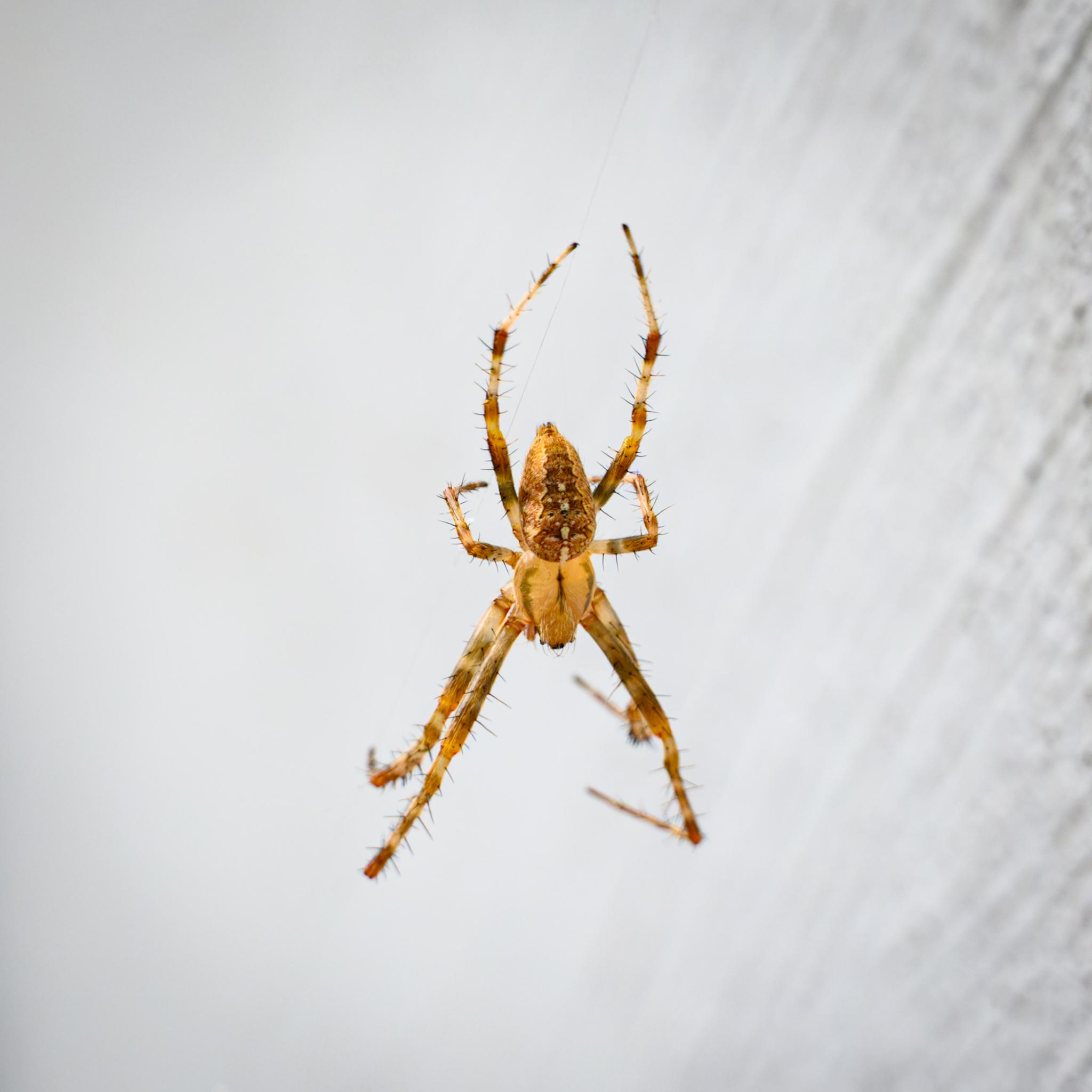 A large spider seen from above in its web against an out of focus background. The spider is patterned with red-brown and yellow, with white markings on its back. The legs are banded white and red, with many black bristles.