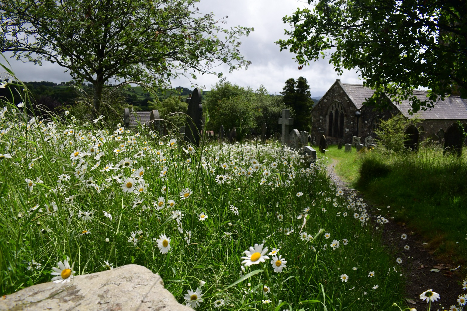 White flowers in a churchyard