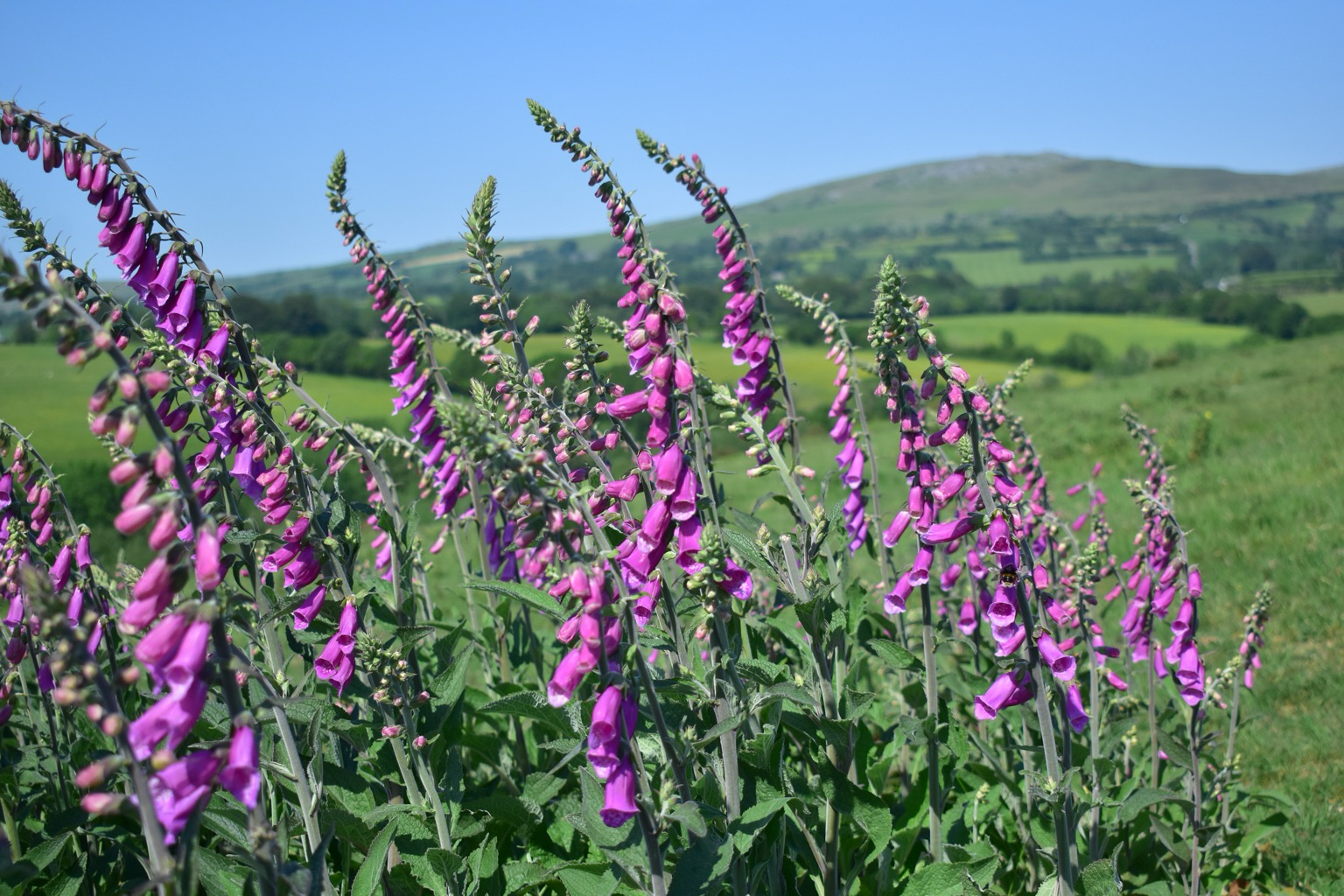 Foxgloves on the open moor