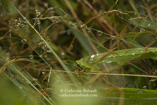 Photo of blades of green grass and dry grass with waterdrops on them. Somewhere in that mess hides a small green frog with a black mask over its eyes.