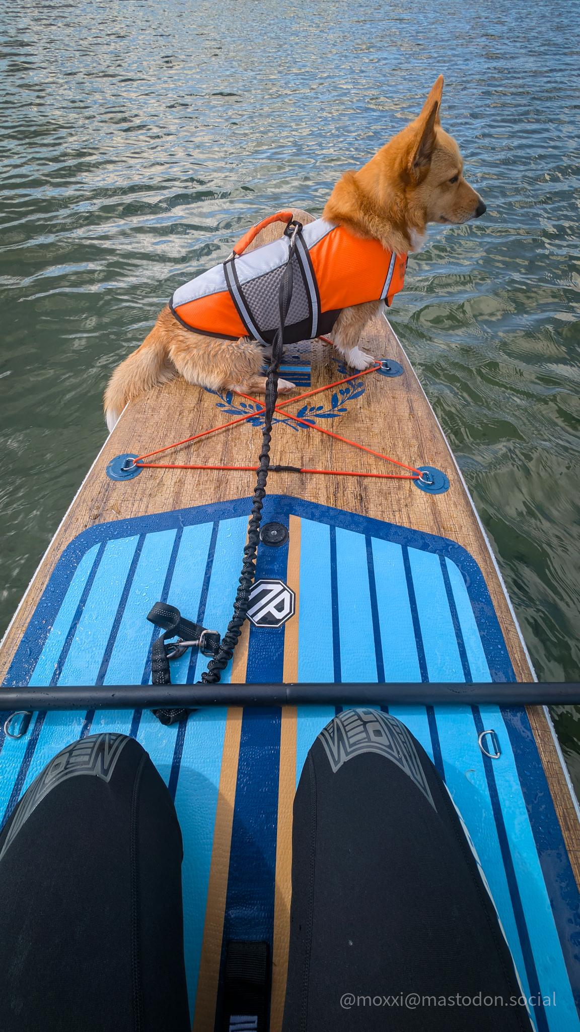 Moxxi is out in the water on a paddleboard. She's wearing an orange lifejacket.