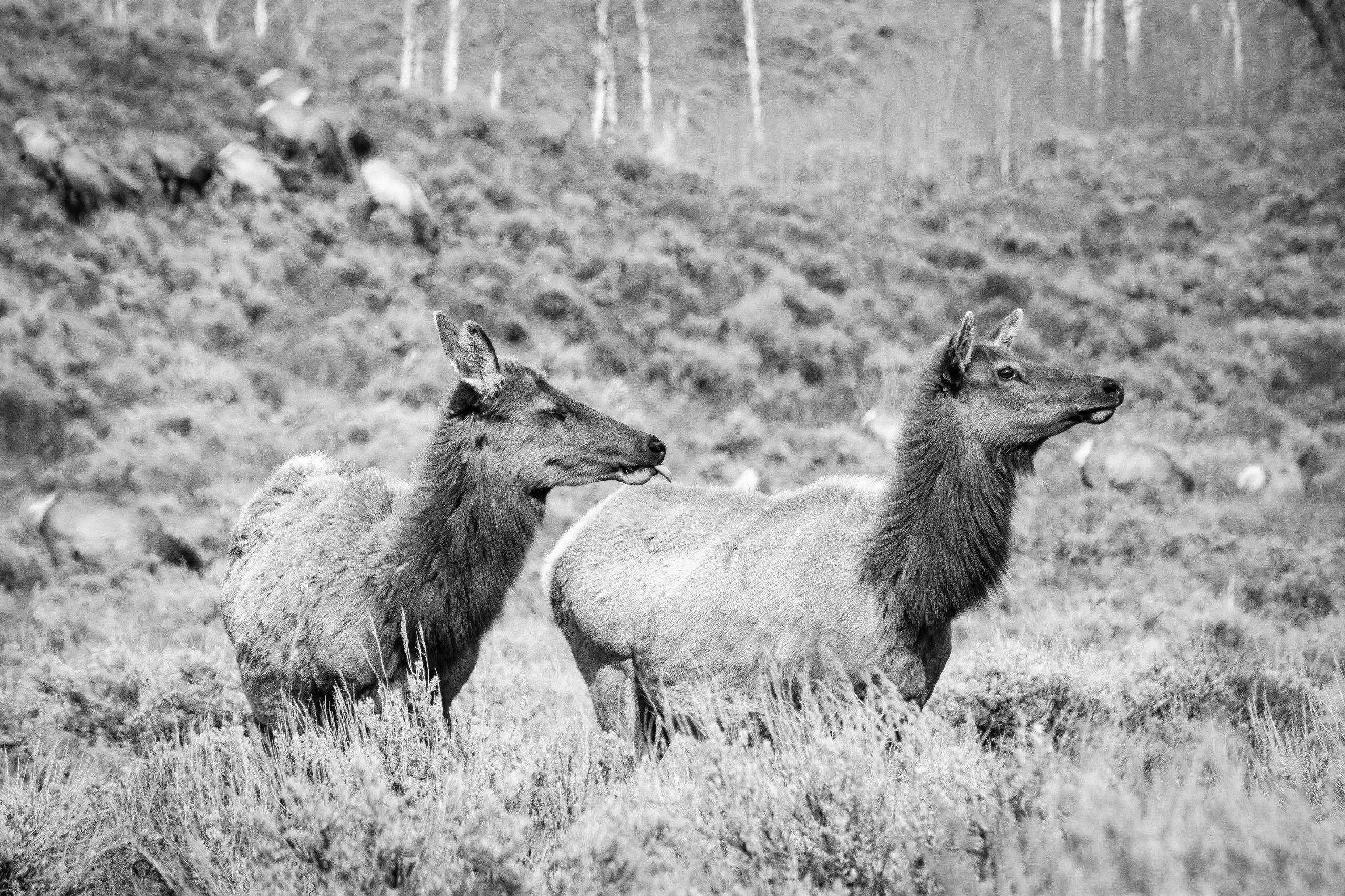 Two elk standing in the sage brush at Antelope Flats. The one on the left is mid-chew with its tongue out.