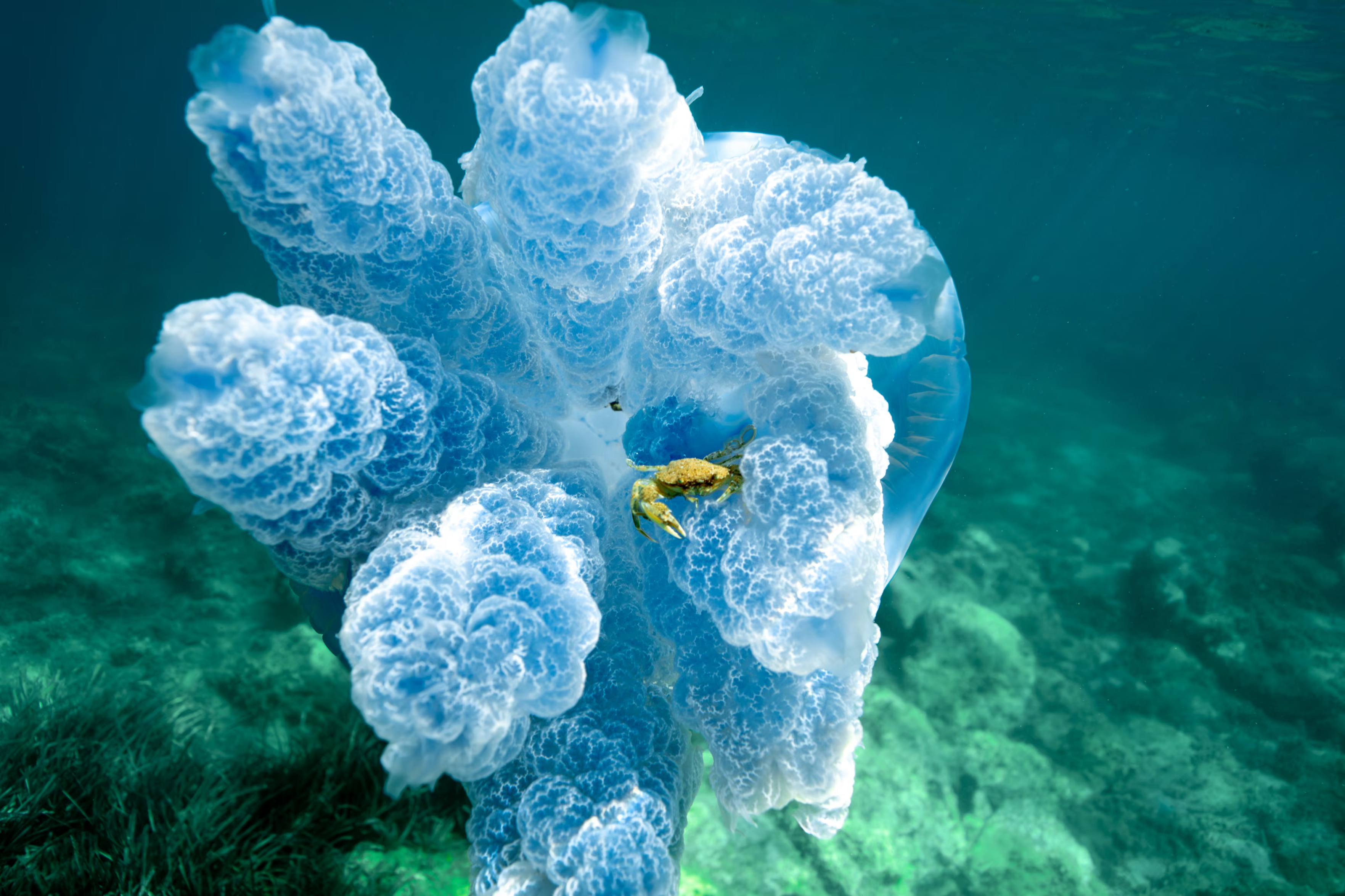 A crab hitchhiking inside a barrel jellyfish.