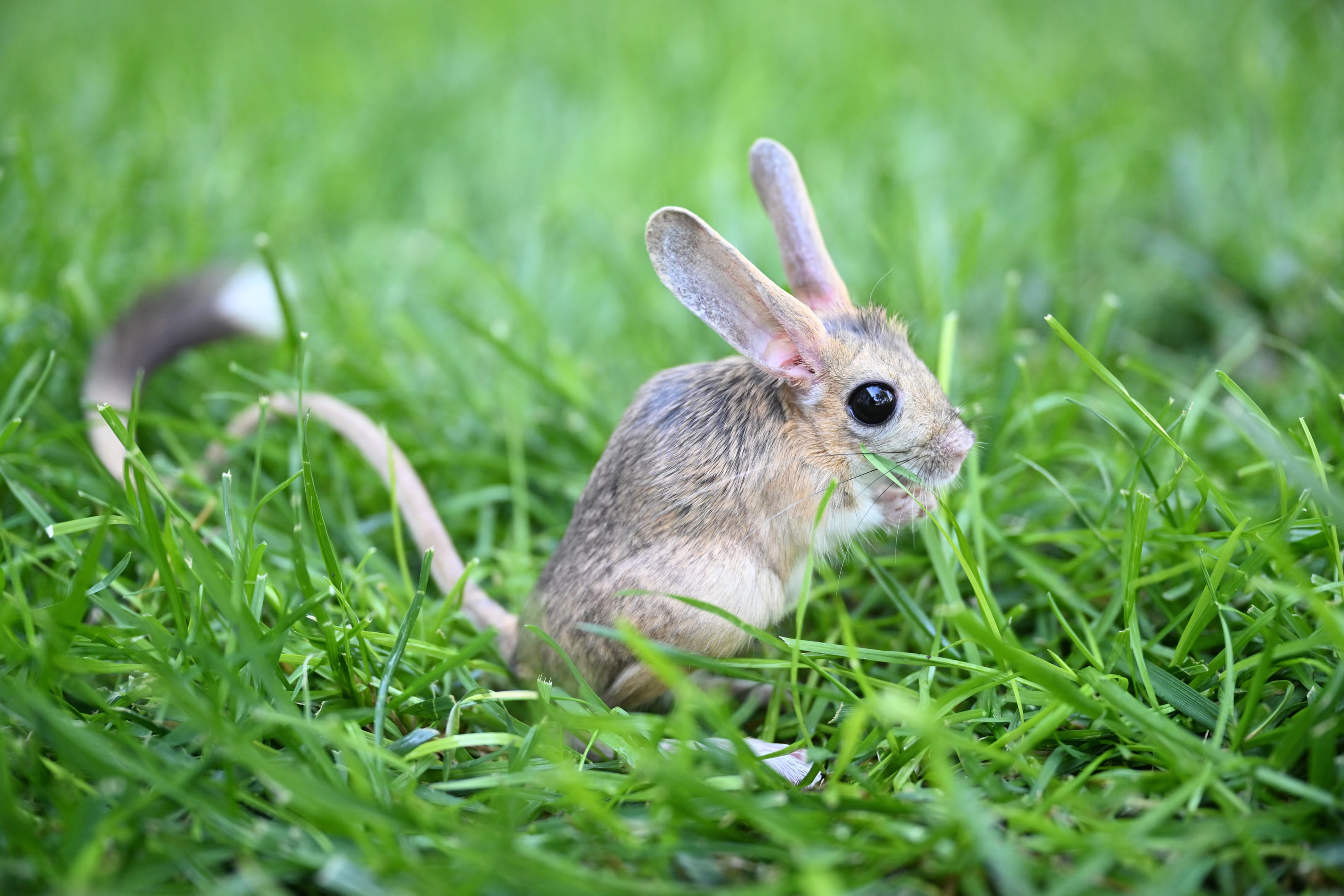 A rescued jerboa with a long tail & ears munching grass.