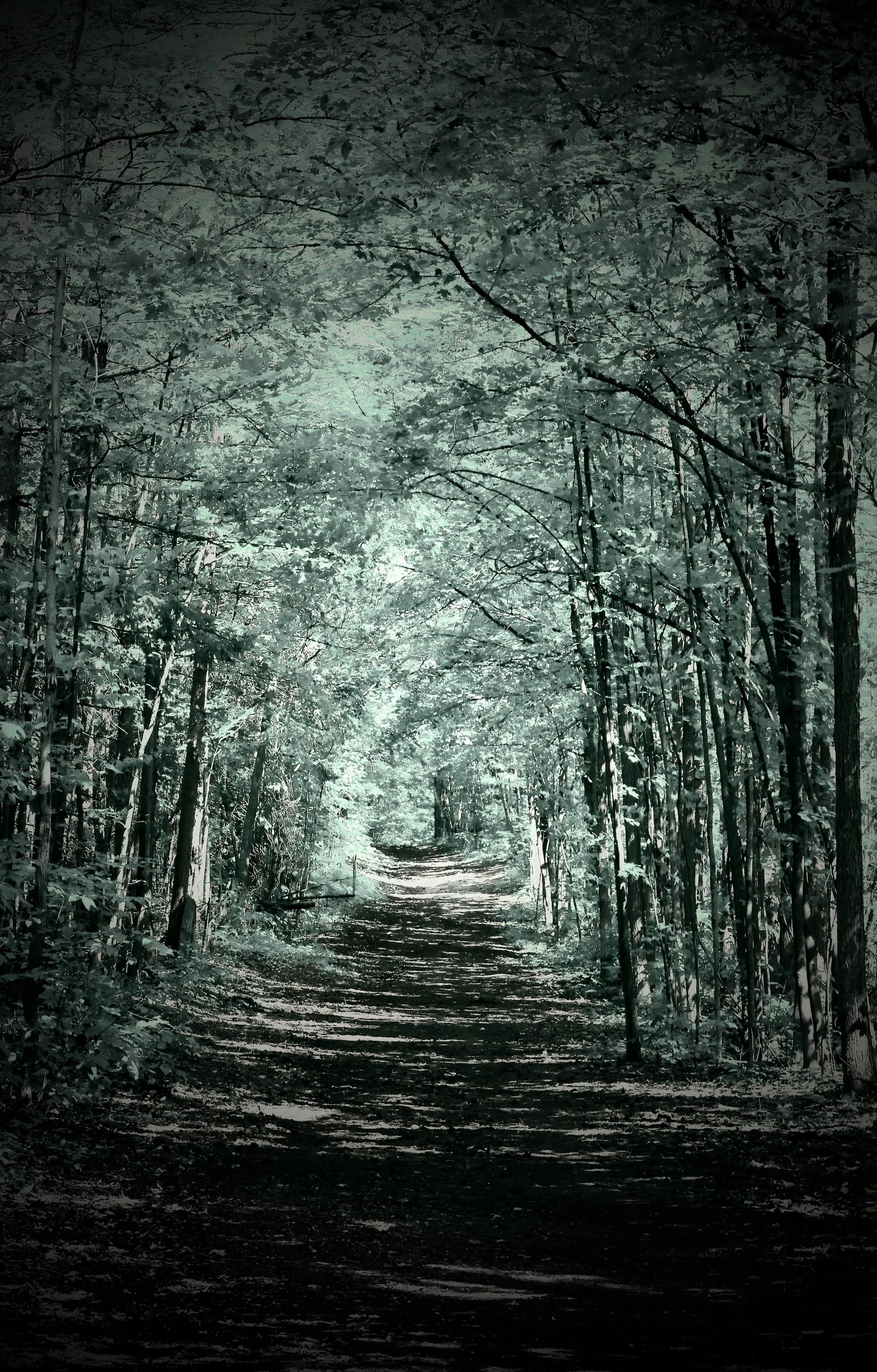 This is a portrait format photo taken in the summer of a hiking trail in a forest.  The trees that are present on both sides create an arch over the trail.  It was a sunny day so some shadows can be seen on the trail's surface. The exposure of this photo has been edited "post camera".
