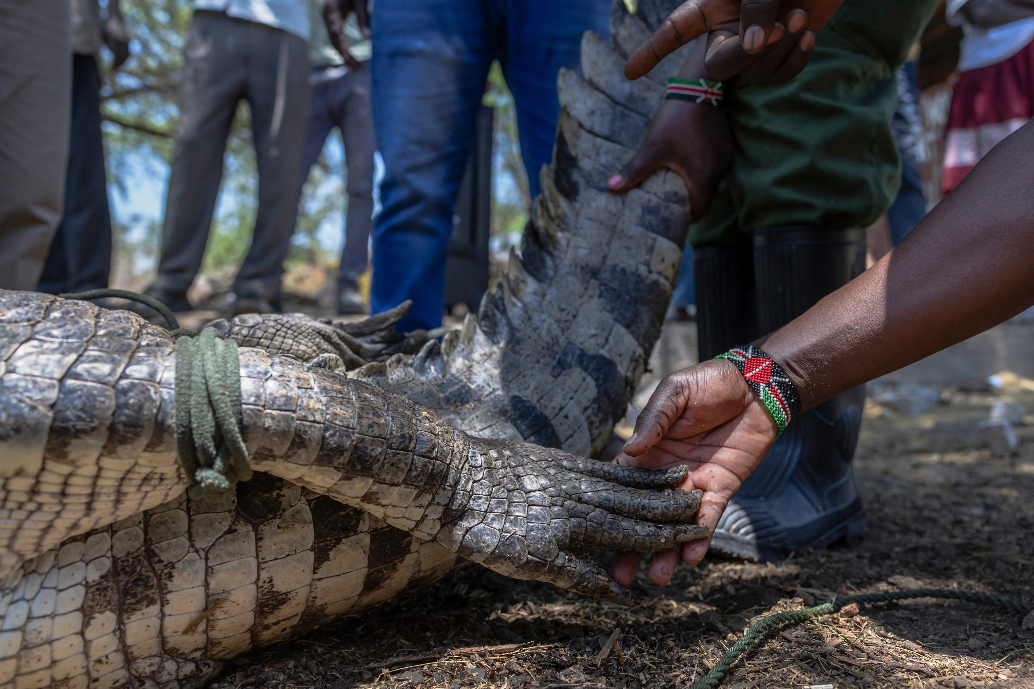 A woman touches the claws of a tied-up crocodile.