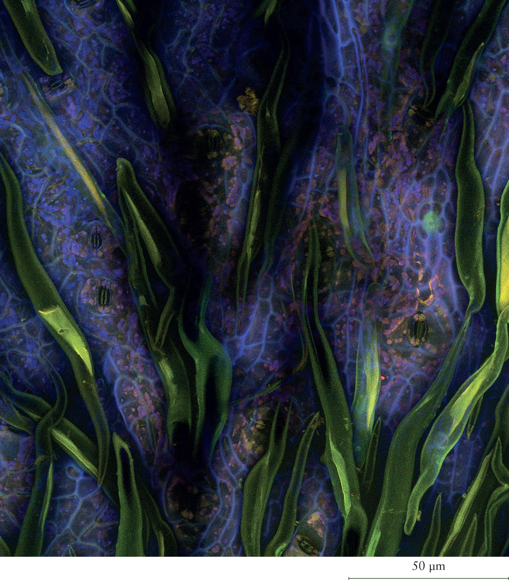 Banisteriopsis caapi (ayahuasca / yagé); confocal image