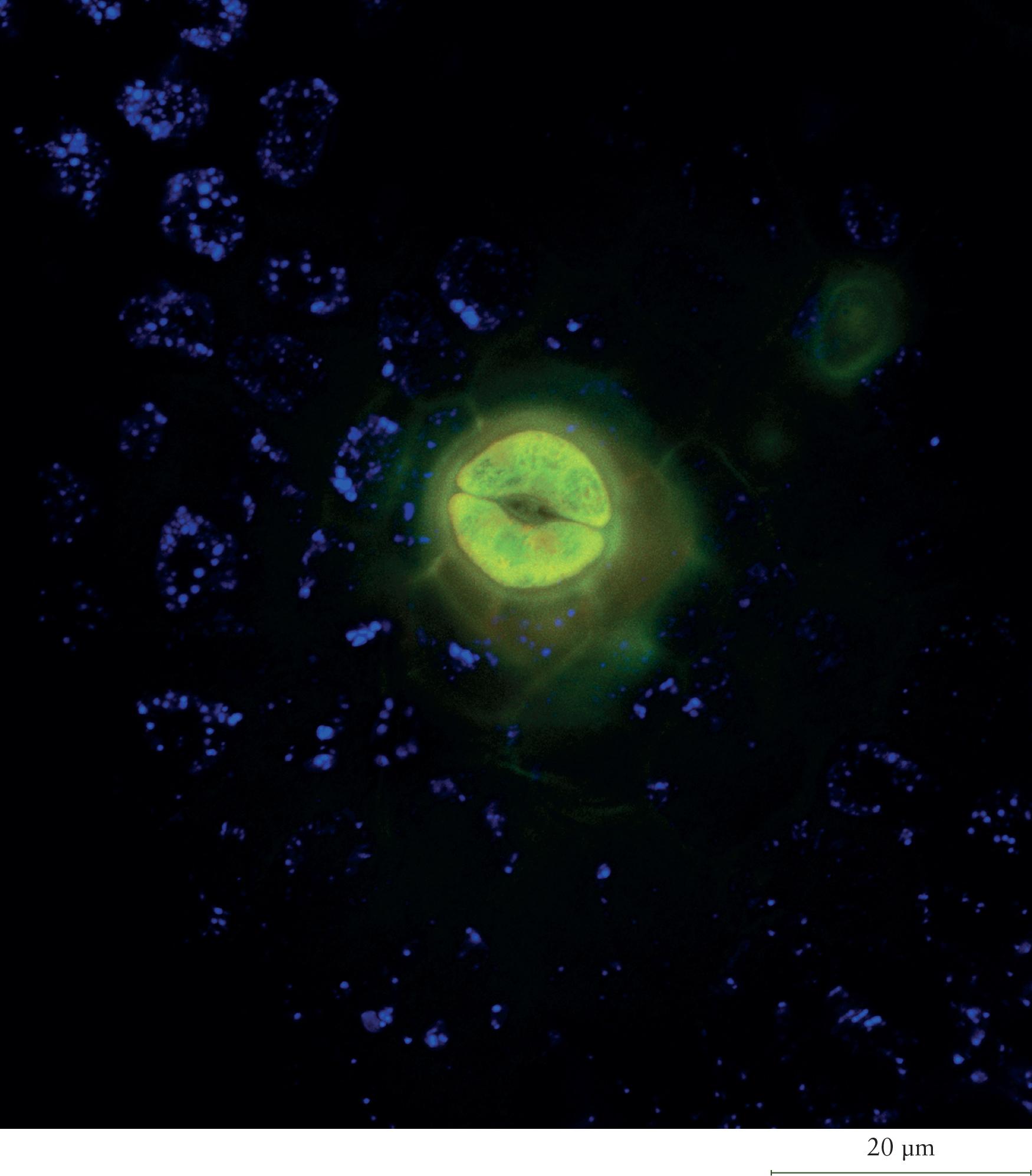 Brugmansia insignis (angel’s trumpet); confocal image

Environmental stimuli that influence this process include relative humidity, carbon dioxide concentration, light intensity, and temperature.