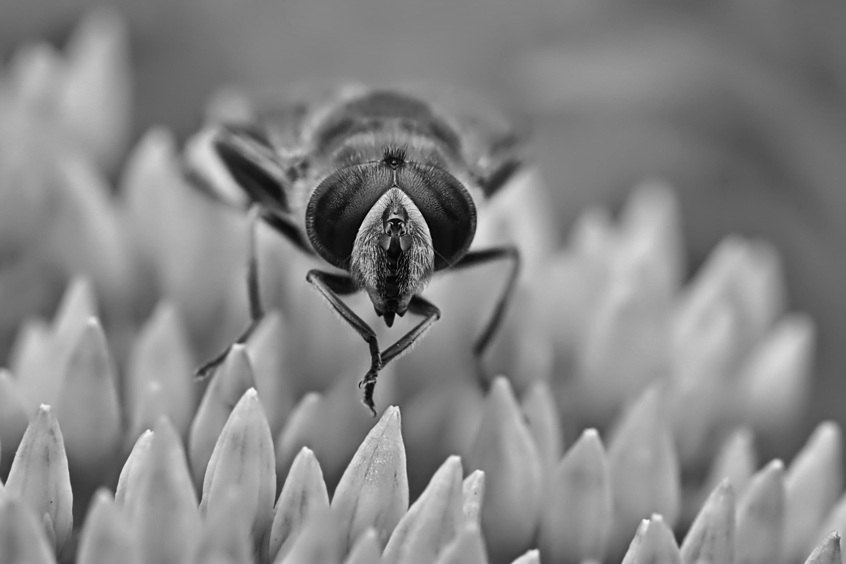 Schwarzweiß - Makro einer Schwebfliege von vorne auf deren Kopf zu gesehen. Die vorderen Beine der Fliege reiben sich aneinander. Das Tier sitzt auf den noch geschlossenen Blüten einer sogenannten "fetten Henne".