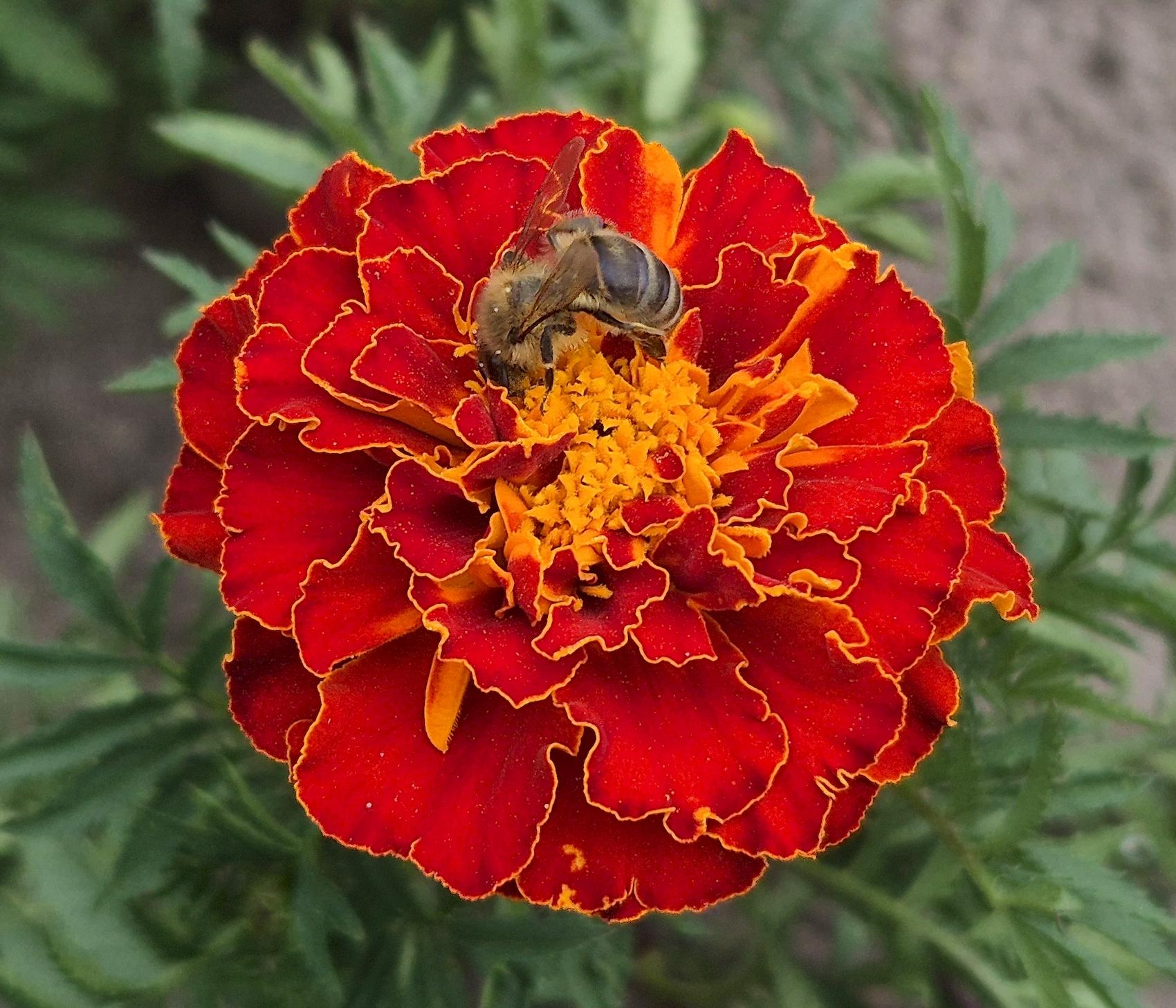 Eine Honigbiene (Apis) beim Nektarsammeln auf einer Tagetes (auch Studentenblume oder Samtblume). Die Pflanze ist nach Tages benannt, dem etruskischen Gott der Weisheit.