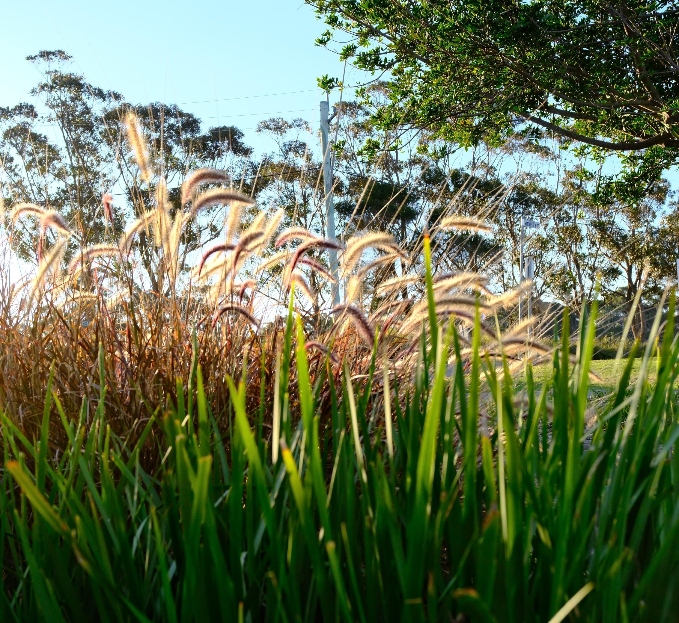 Fountain grass seed heads glowing in the evening light. The leaves are crimson red, the Butterfly Flags in the foreground are bright green. There is a blue sky and Eucalypts in the background.