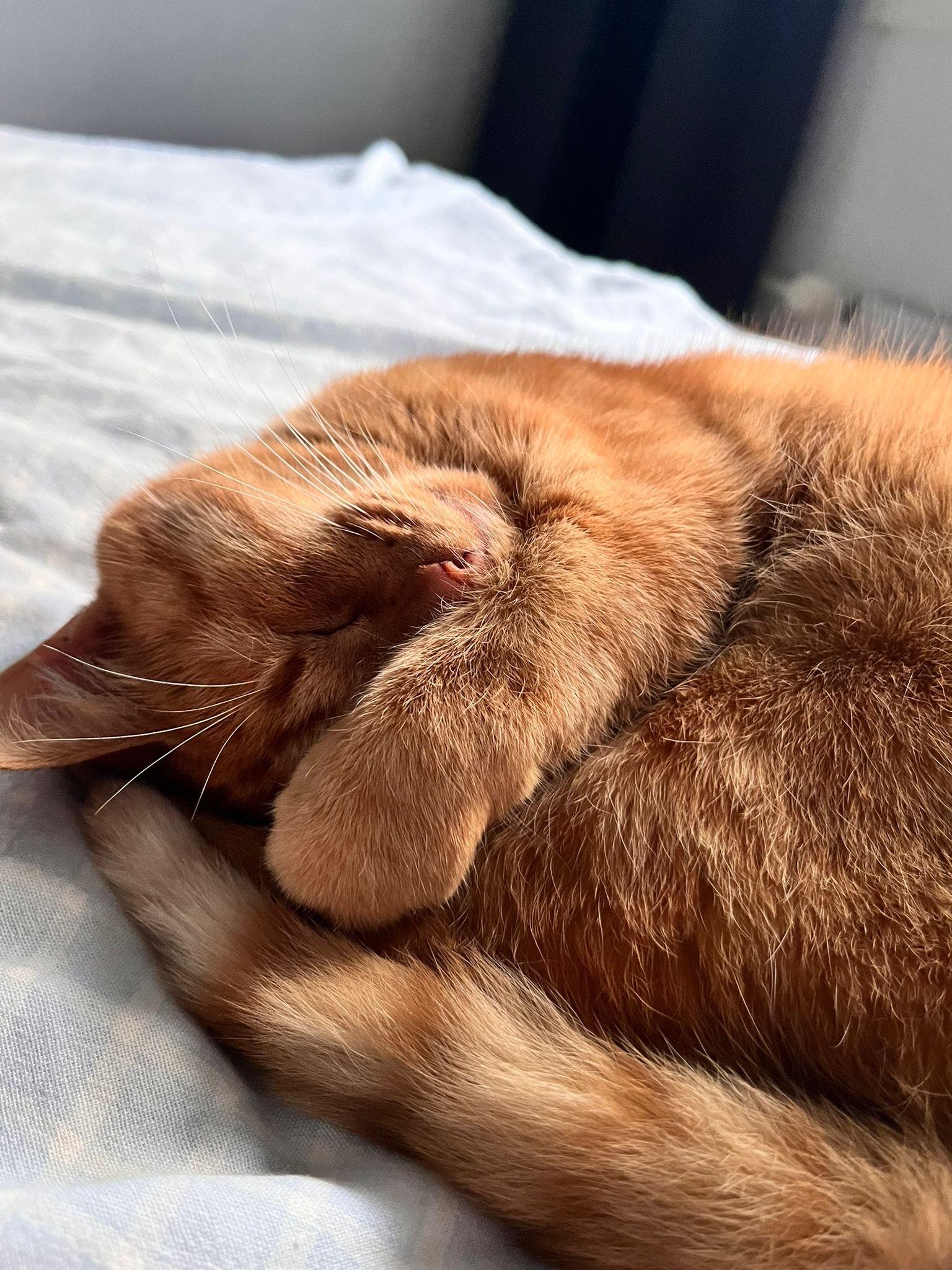 A curled-up orange cat sleeping peacefully on a bed, with its paw tucked under its face and a soft, cozy blanket underneath.