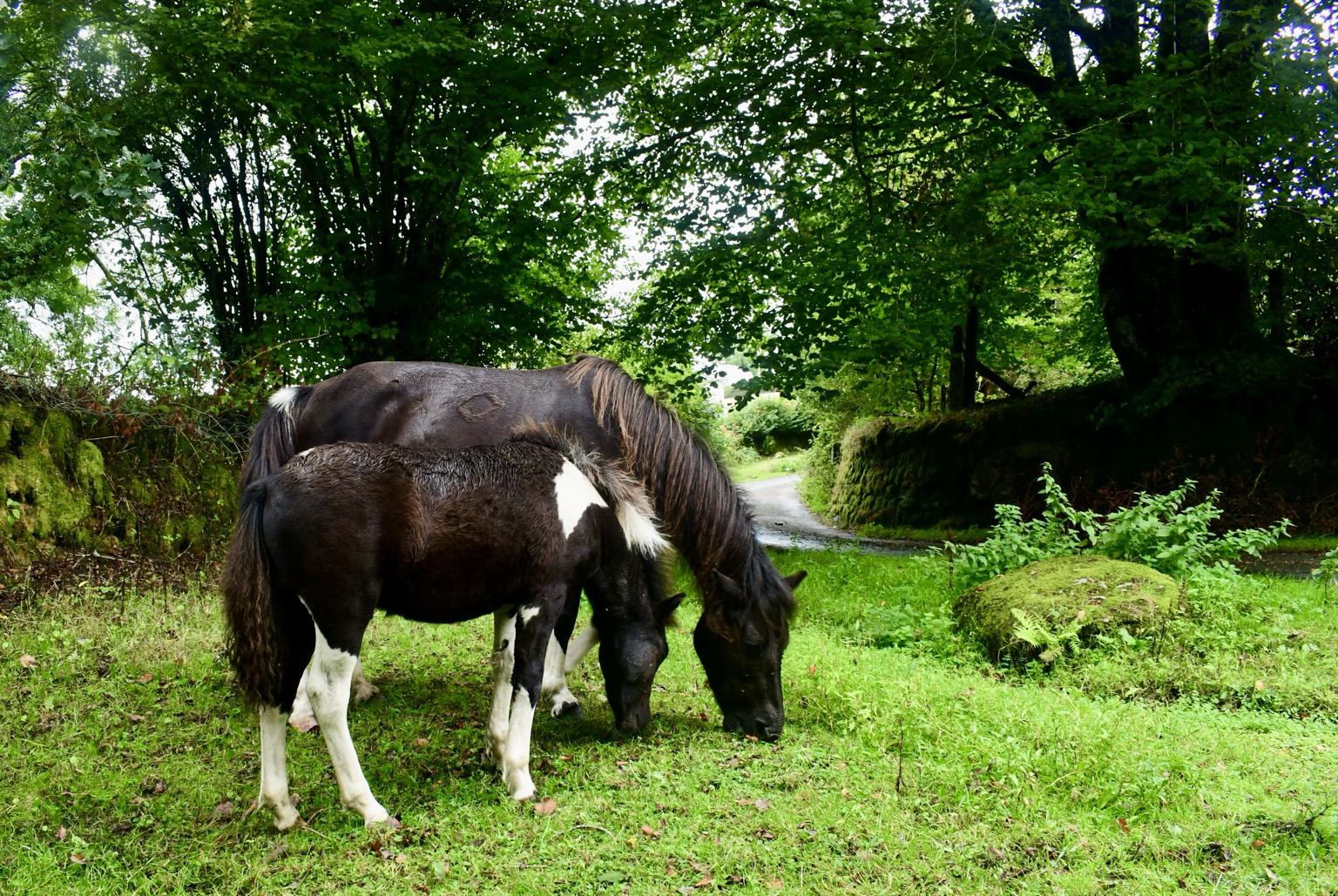 Two ponies graze by a rural road.