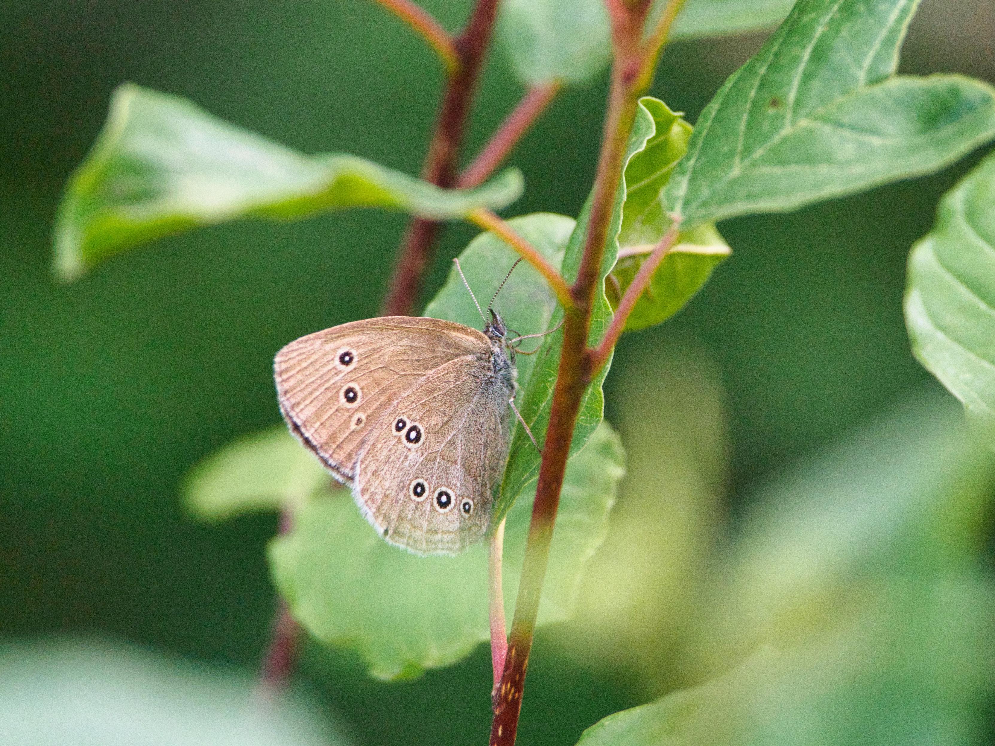 A ringlet butterfly with brown wings and several black-and-white ringed eyespots, perched on a green leaf among reddish plant stems.